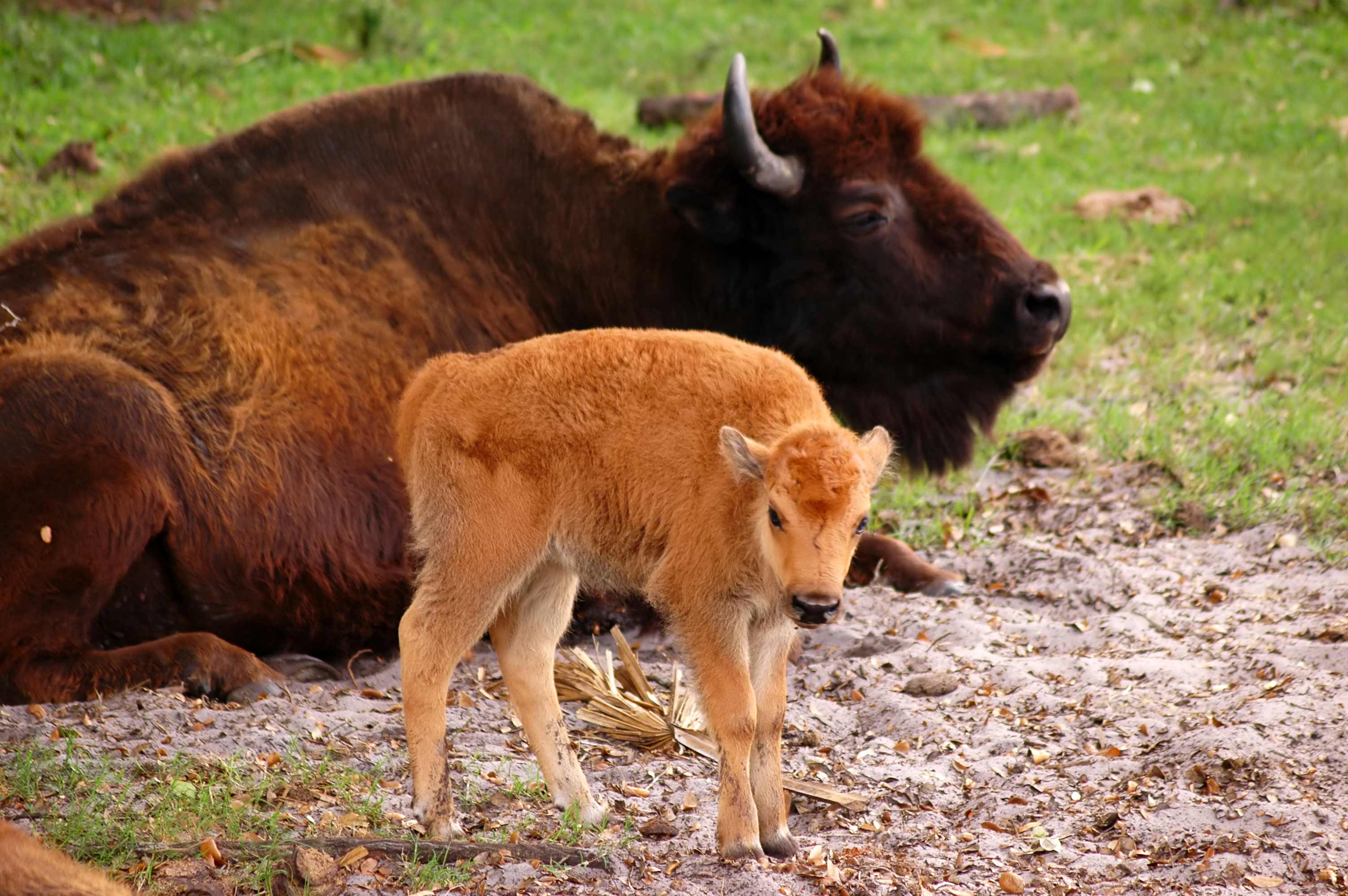 A bison and its calf in a field.