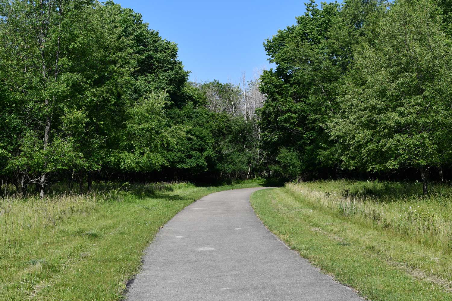 Paved trail lined with grasses and trees.