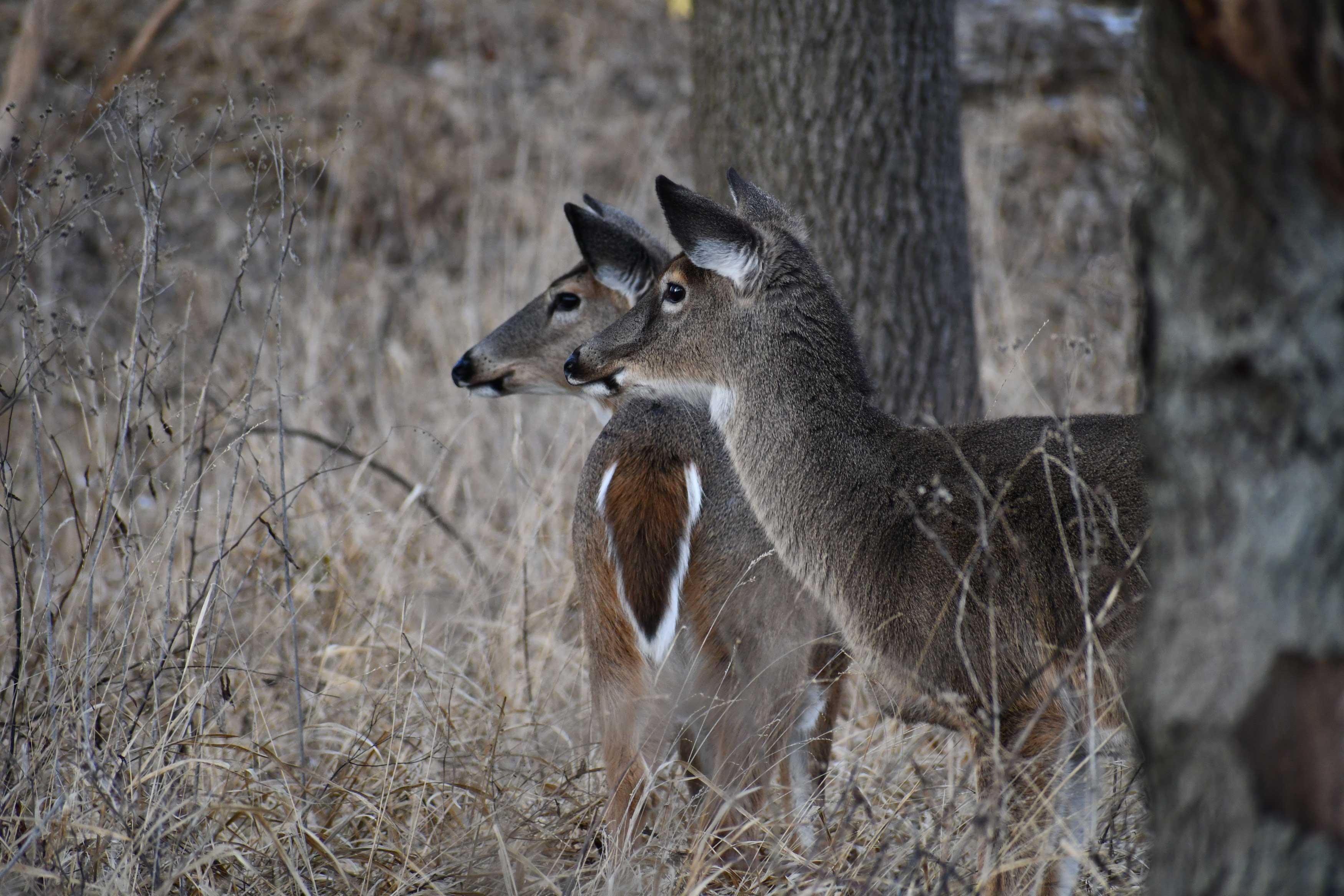 Two deer stand along a trail.