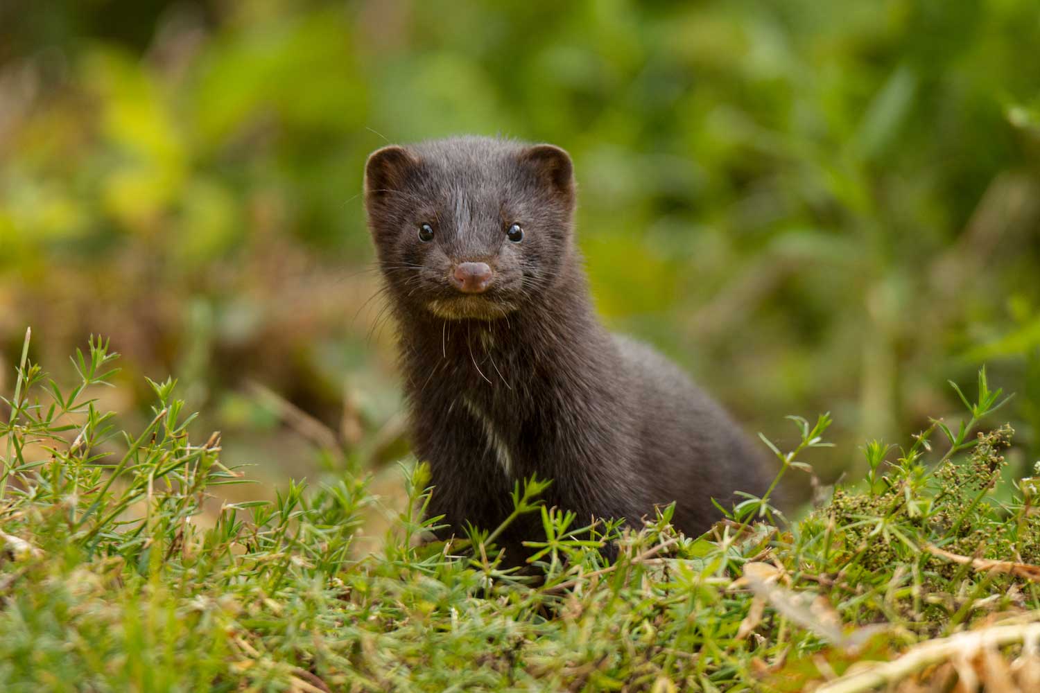 Male mink sale