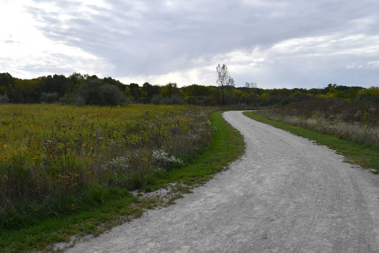 Limestone trail lined with grasses.