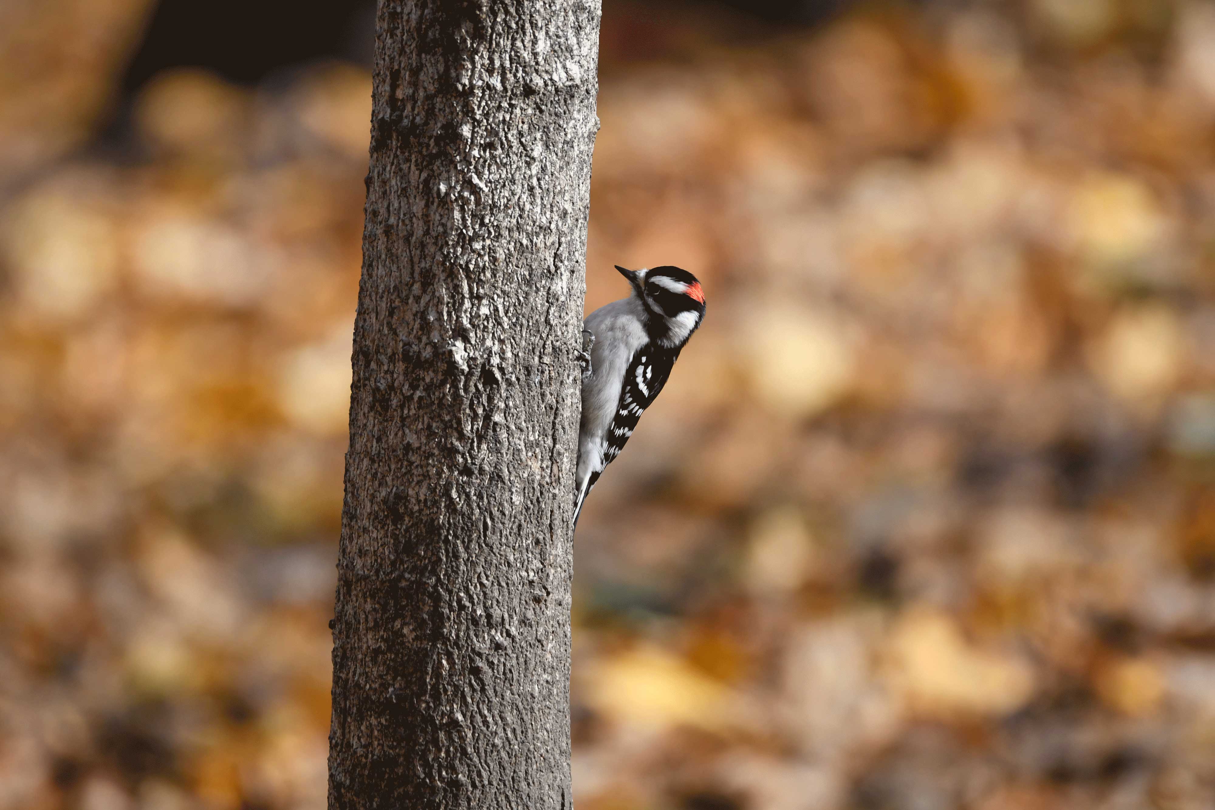 A downy woodpecker on a branch.