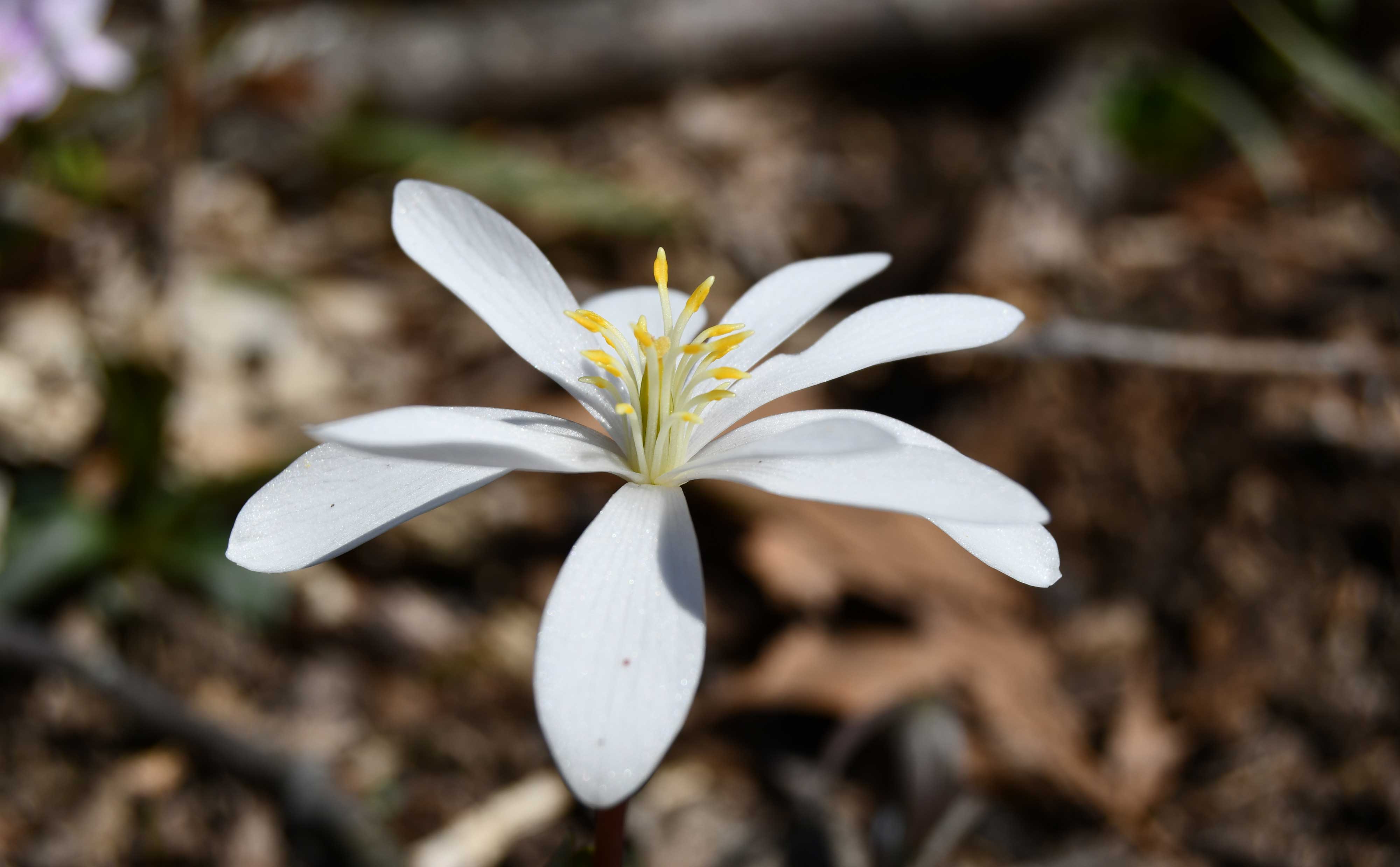 A close-up of bloodroot on the forest floor.