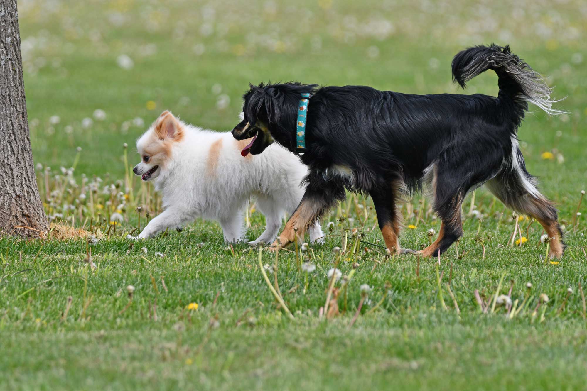 Two dogs walk in a dog park.