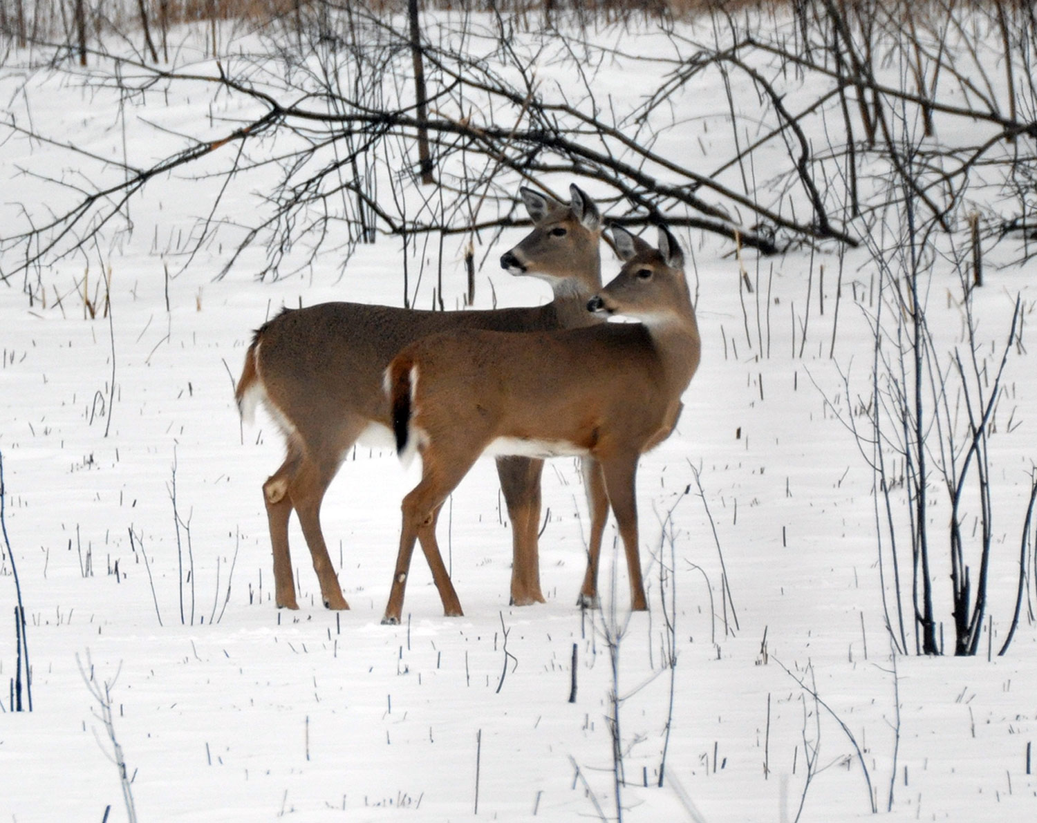 what do deer do in the winter