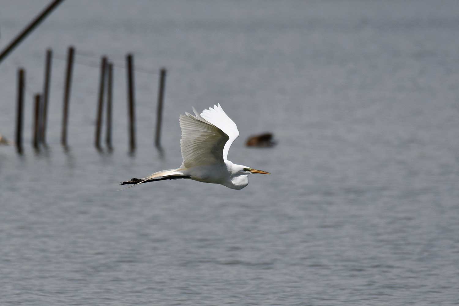 A great egret flying over water.