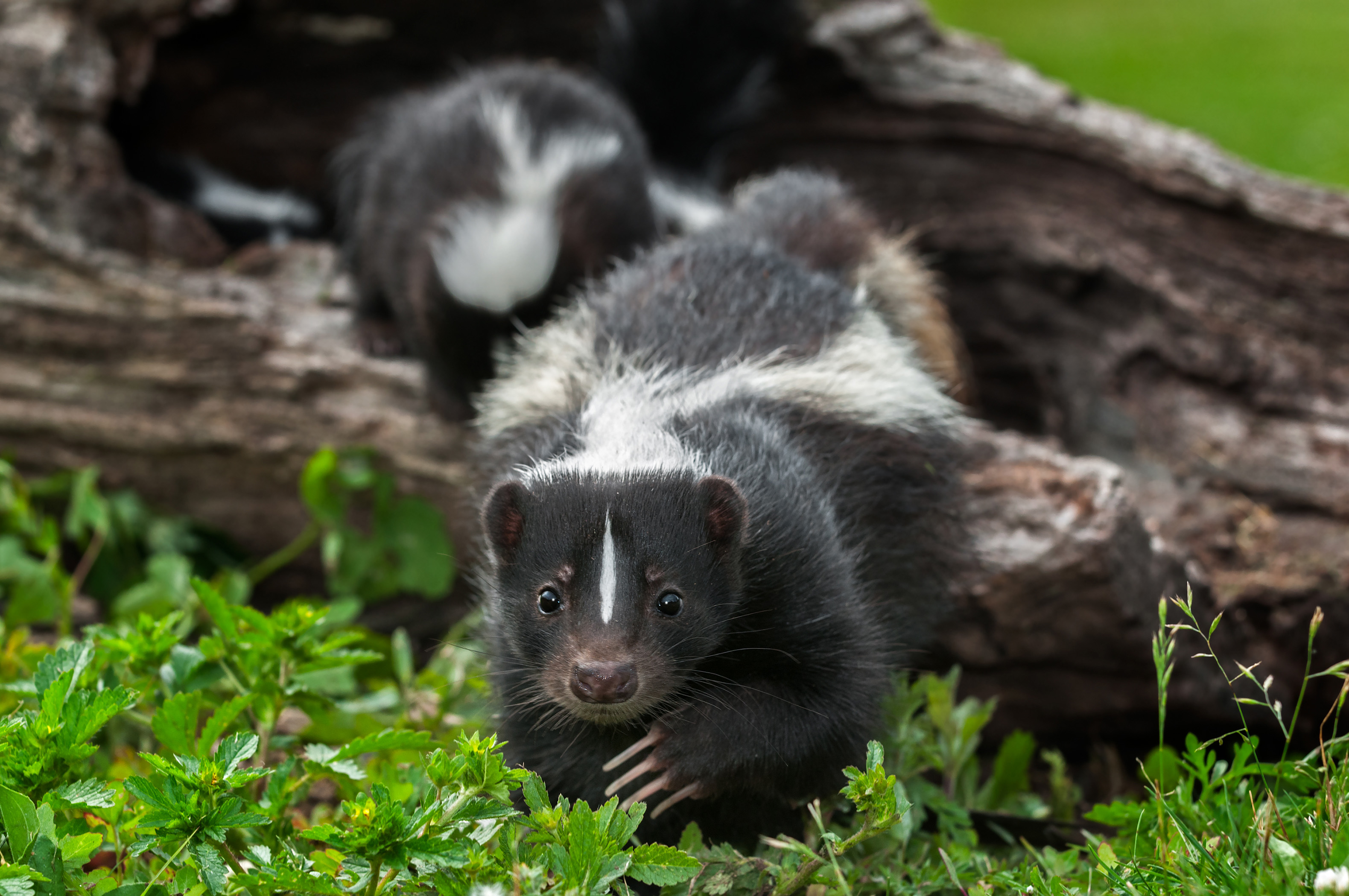 A skunk walks towards the camera.