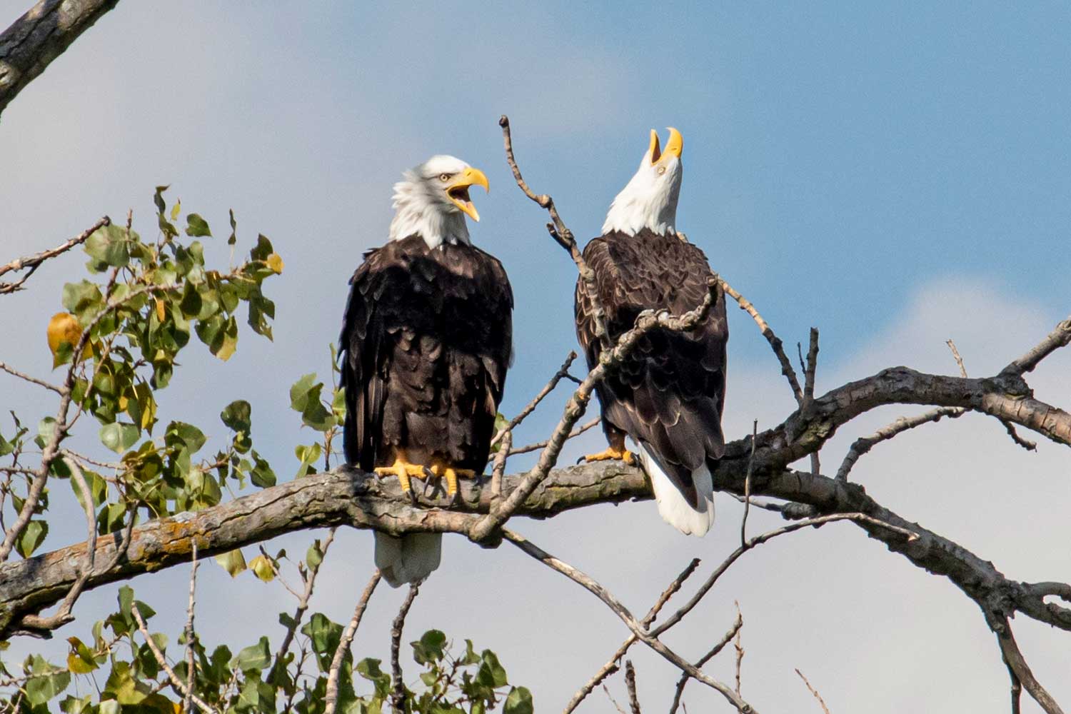 Two adult bald eagles perched on a branch, both with their bills open and one with its head tilted upward.