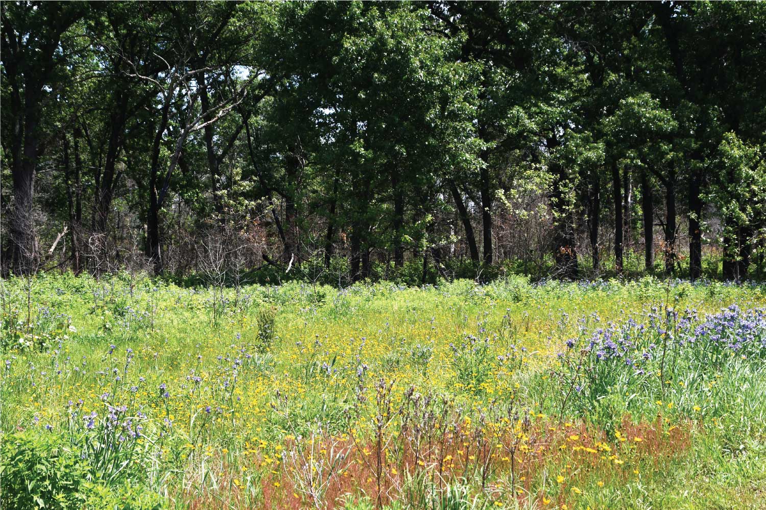 A prairie of grasses and wildflowers with trees in the background.