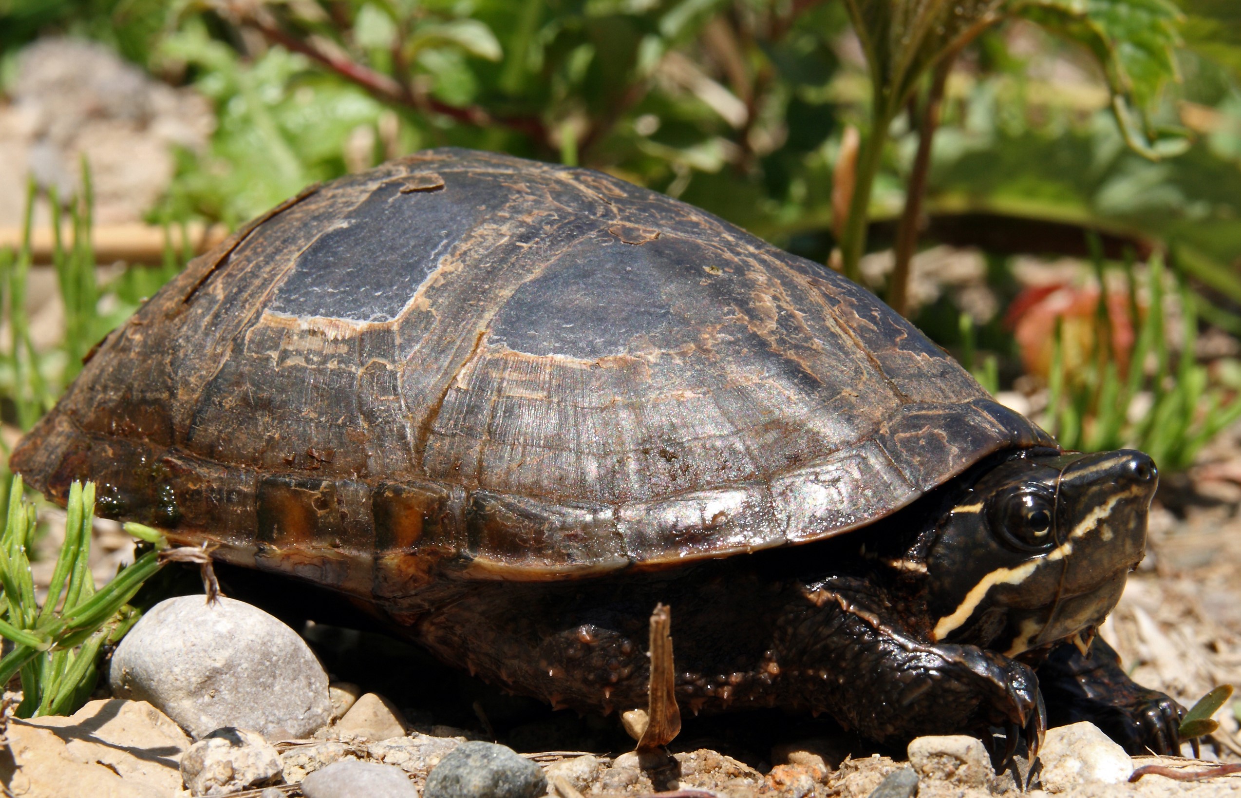 An eastern musk turtle on rocks.