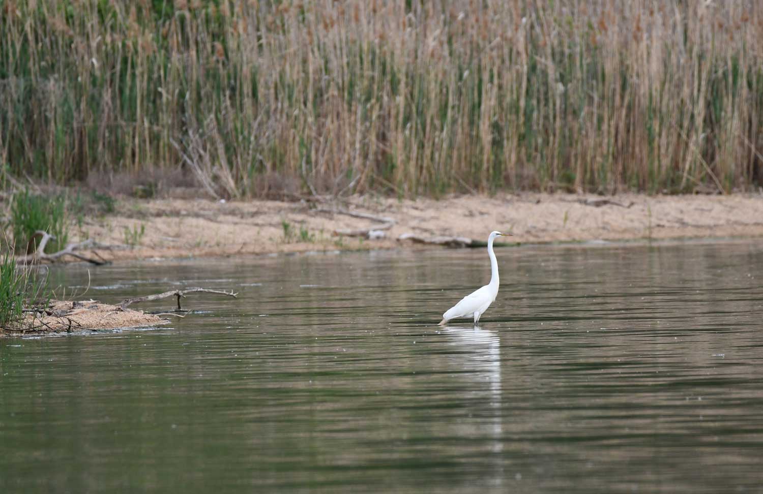 A great egret standing in water near a shoreline with tall grasses in the background.