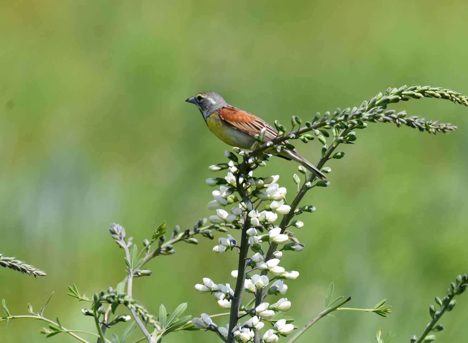 A dickcissel on a flower in a prairie