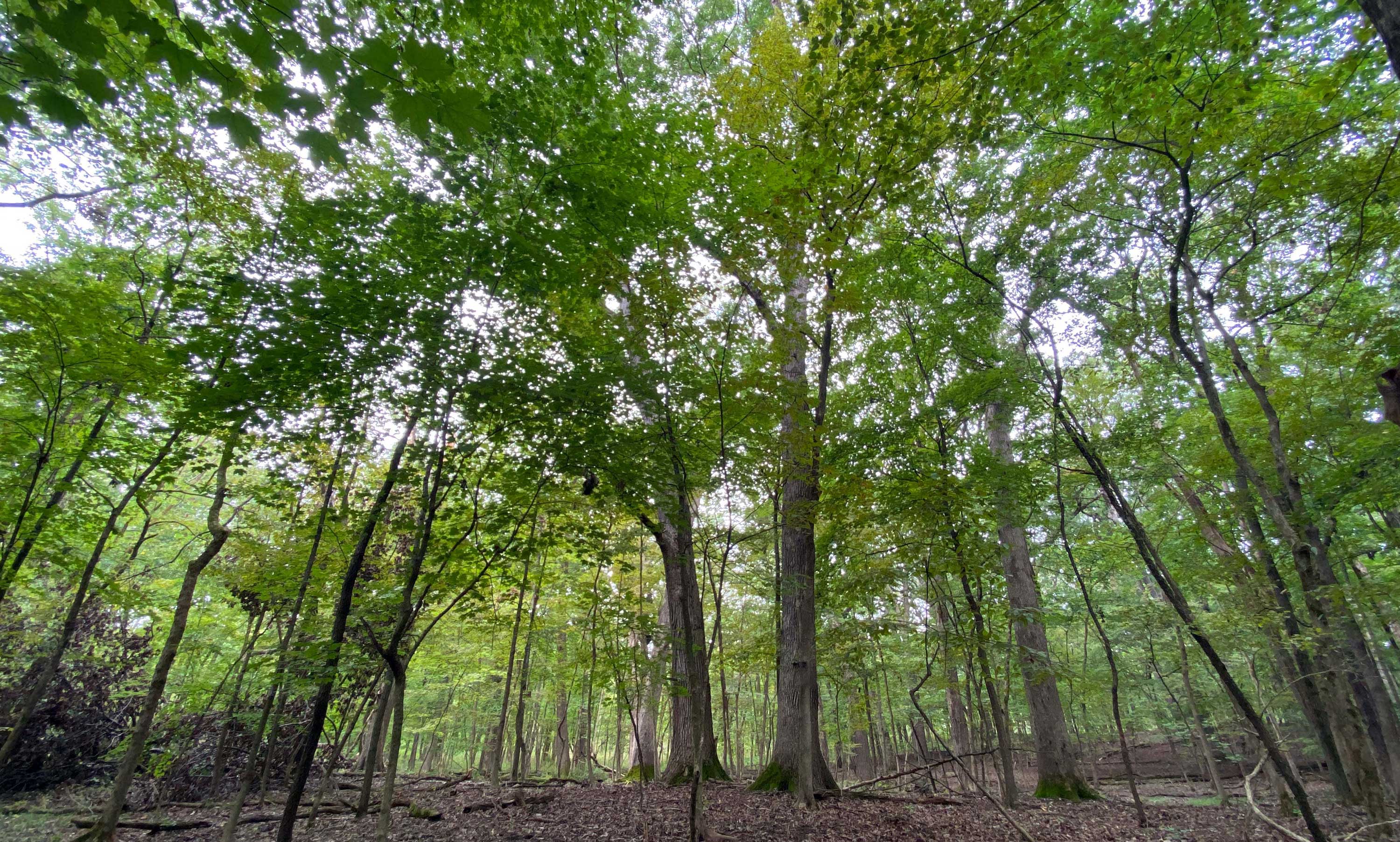 A scenic view of the trees at the site.