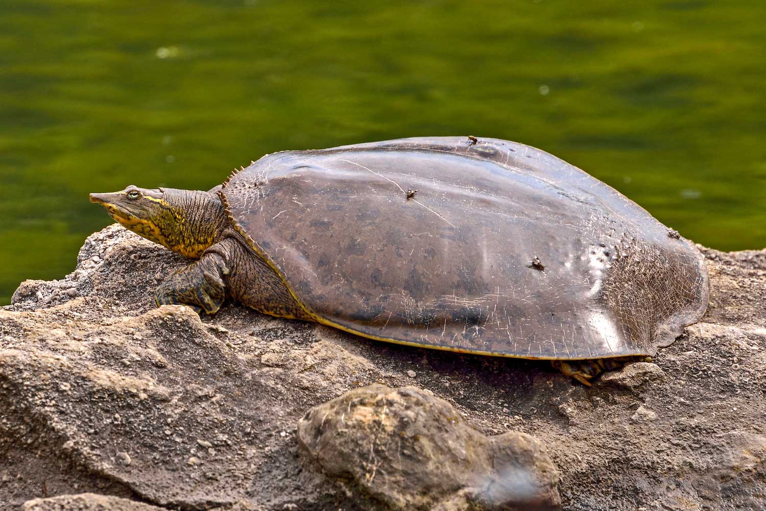 How Big Do Softshell Turtles Get  