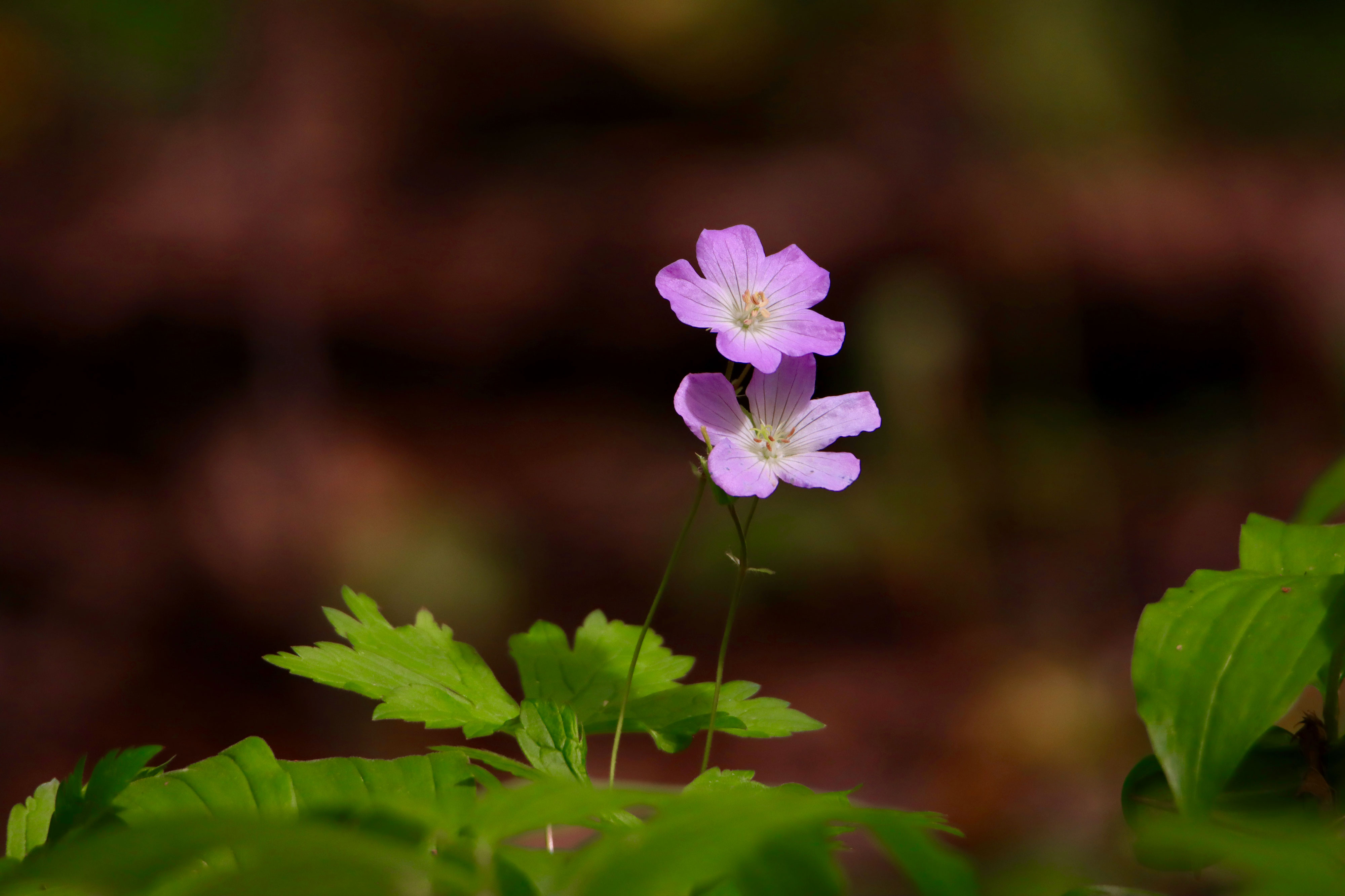 Wild geranium.