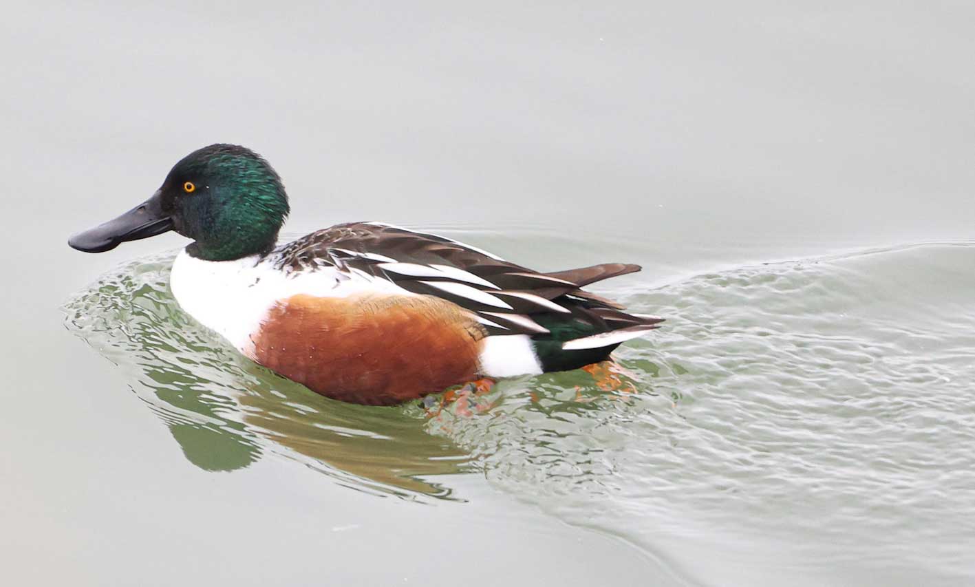 A northern shoveler in the water.