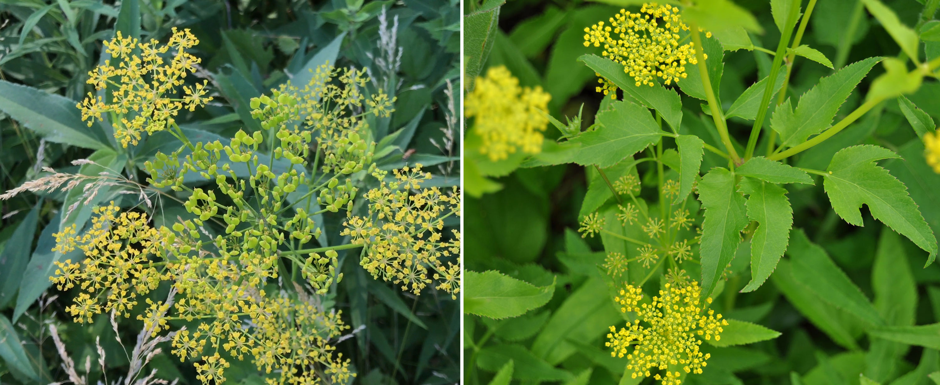 wild parsnip and dogs