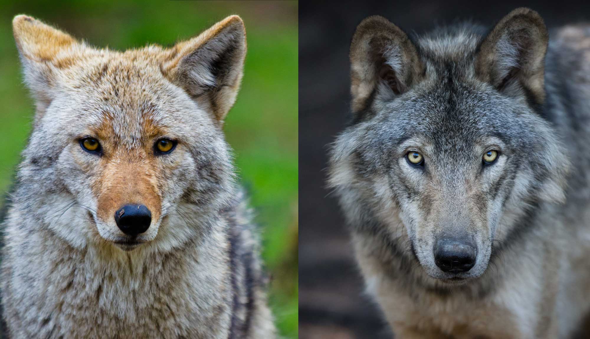 What S The Difference Coyote Vs Wolf Forest Preserve District Of   Coyote Wolf Shutterstock 