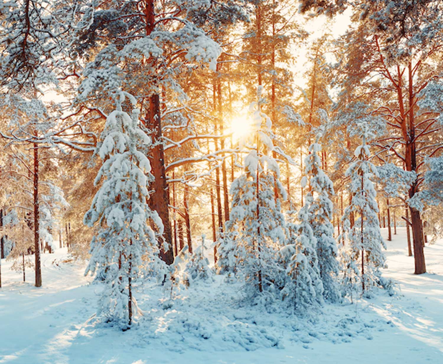 Trees in a forest covered in snow.