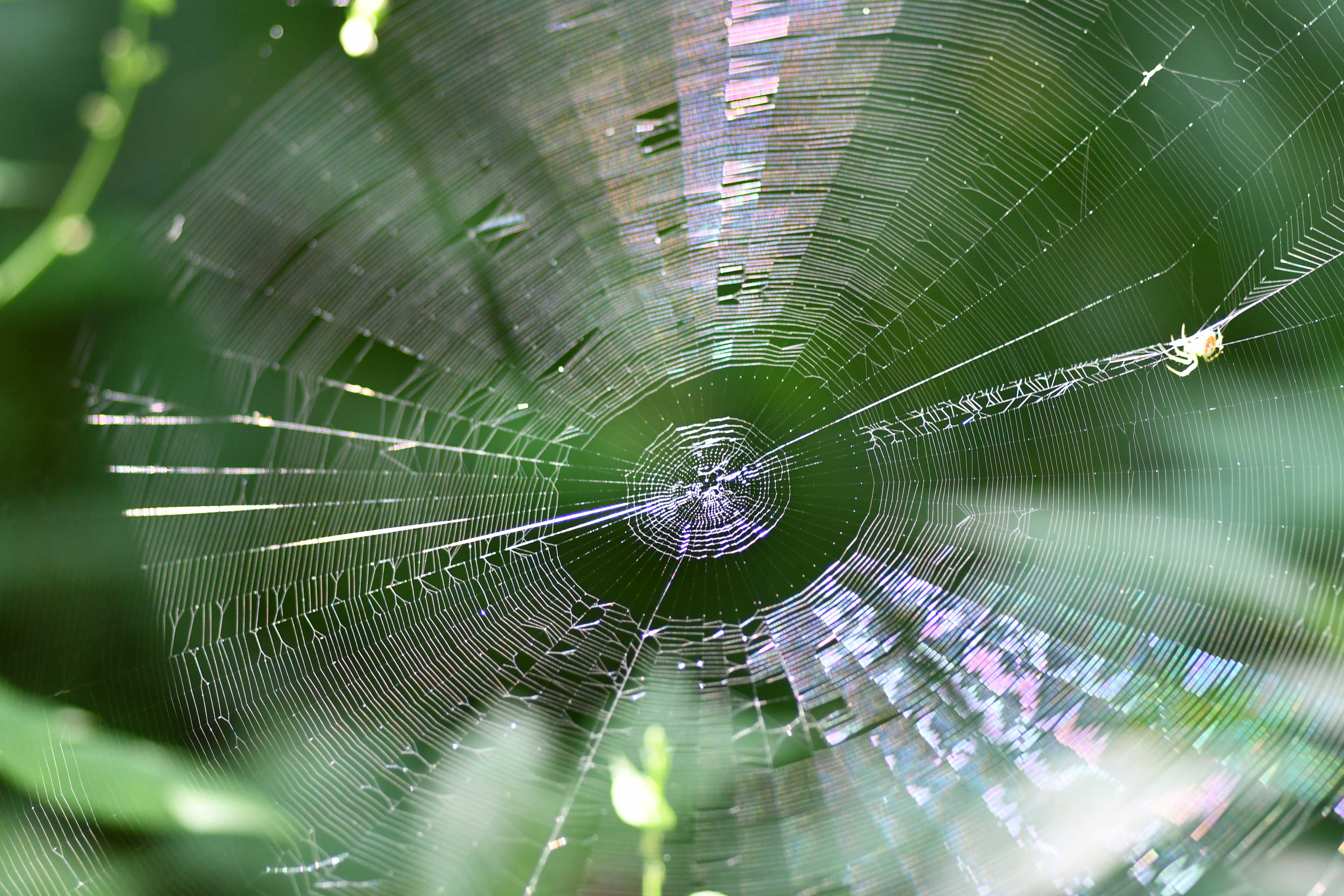 A large spiderweb in the woods