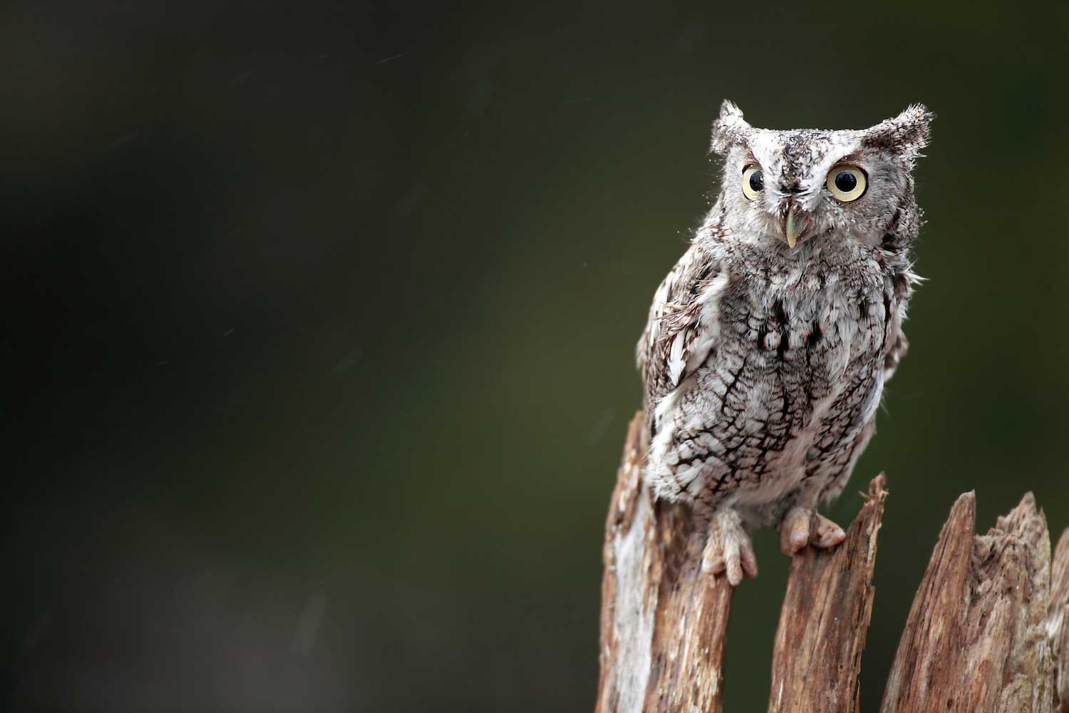 An eastern screech owl perched atop a tree snag.