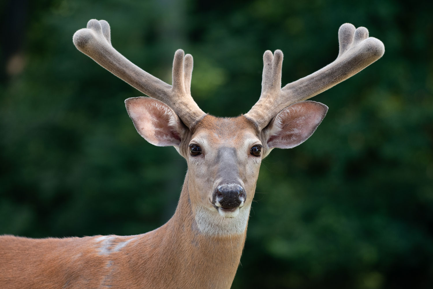 Animals deals with antlers