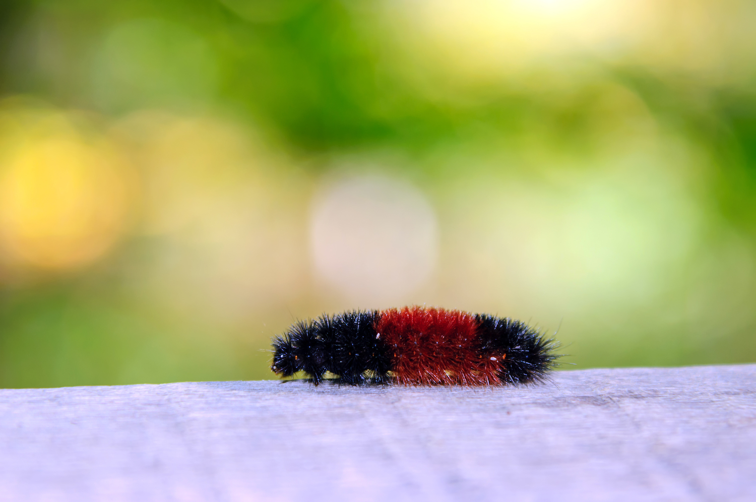 Myth Buster: Woolly Bear Caterpillars Don't Really Predict Winter ...