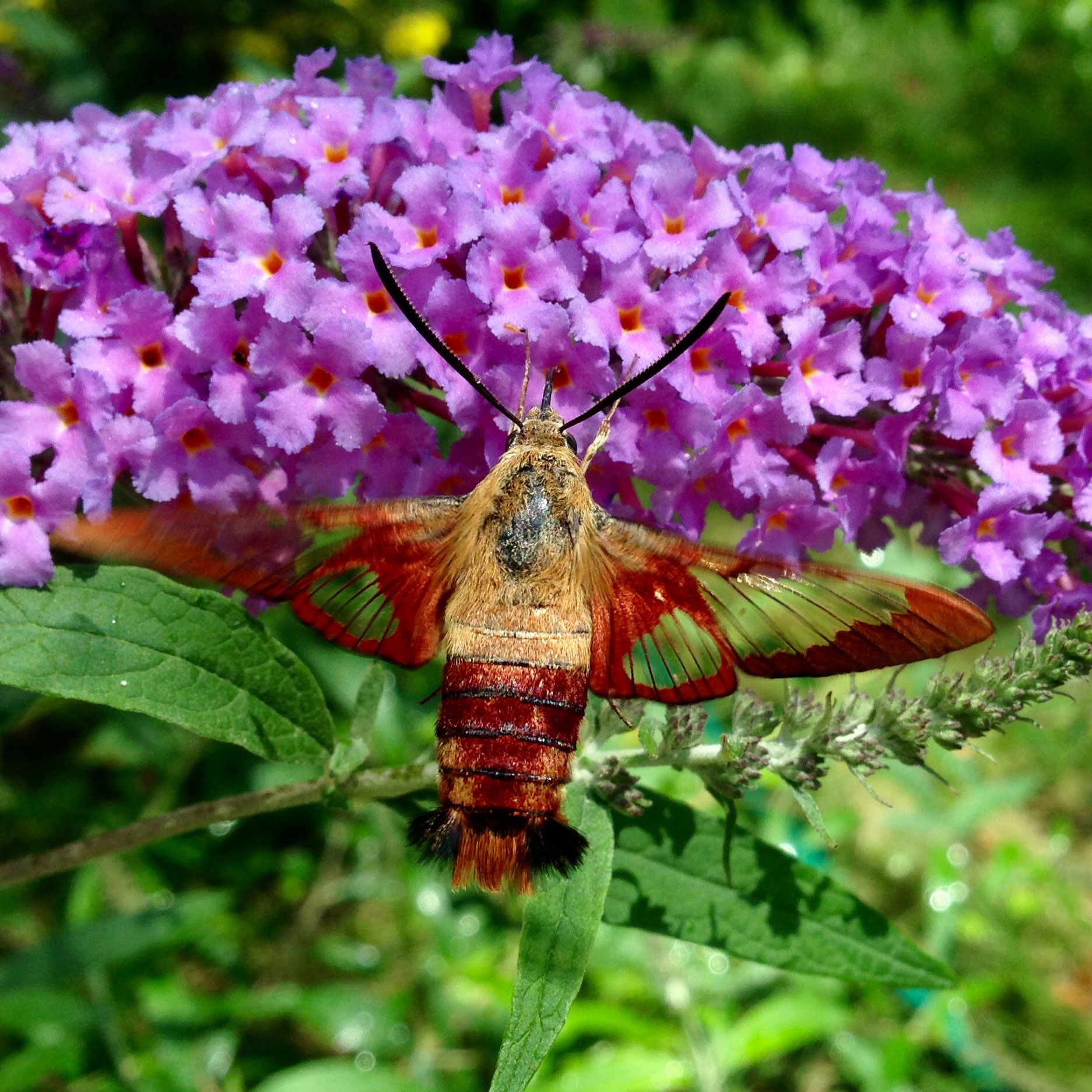 Magnificent Moths of Will County - Forest Preserve District of Will County