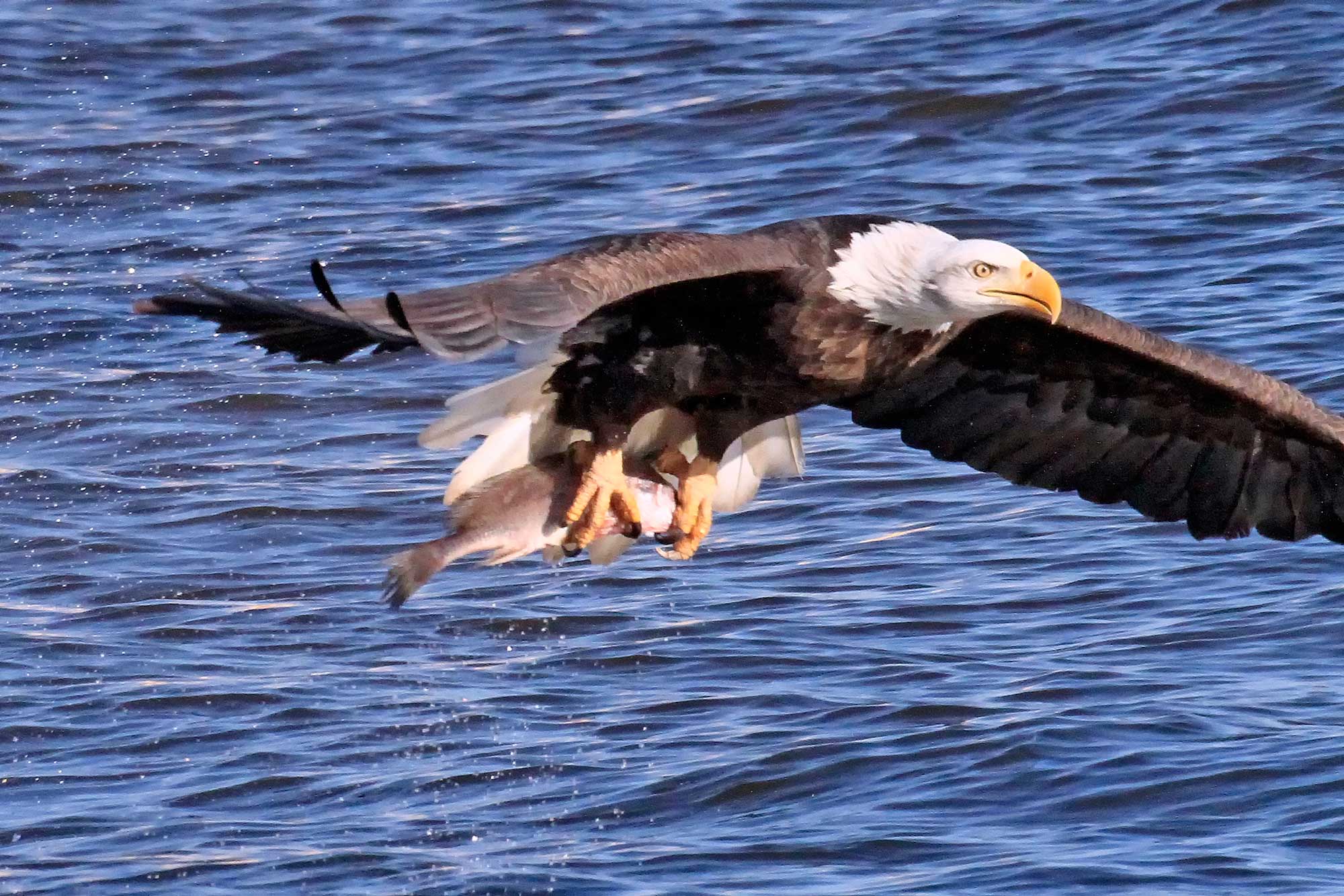A bald eagle with a fish in its talons.