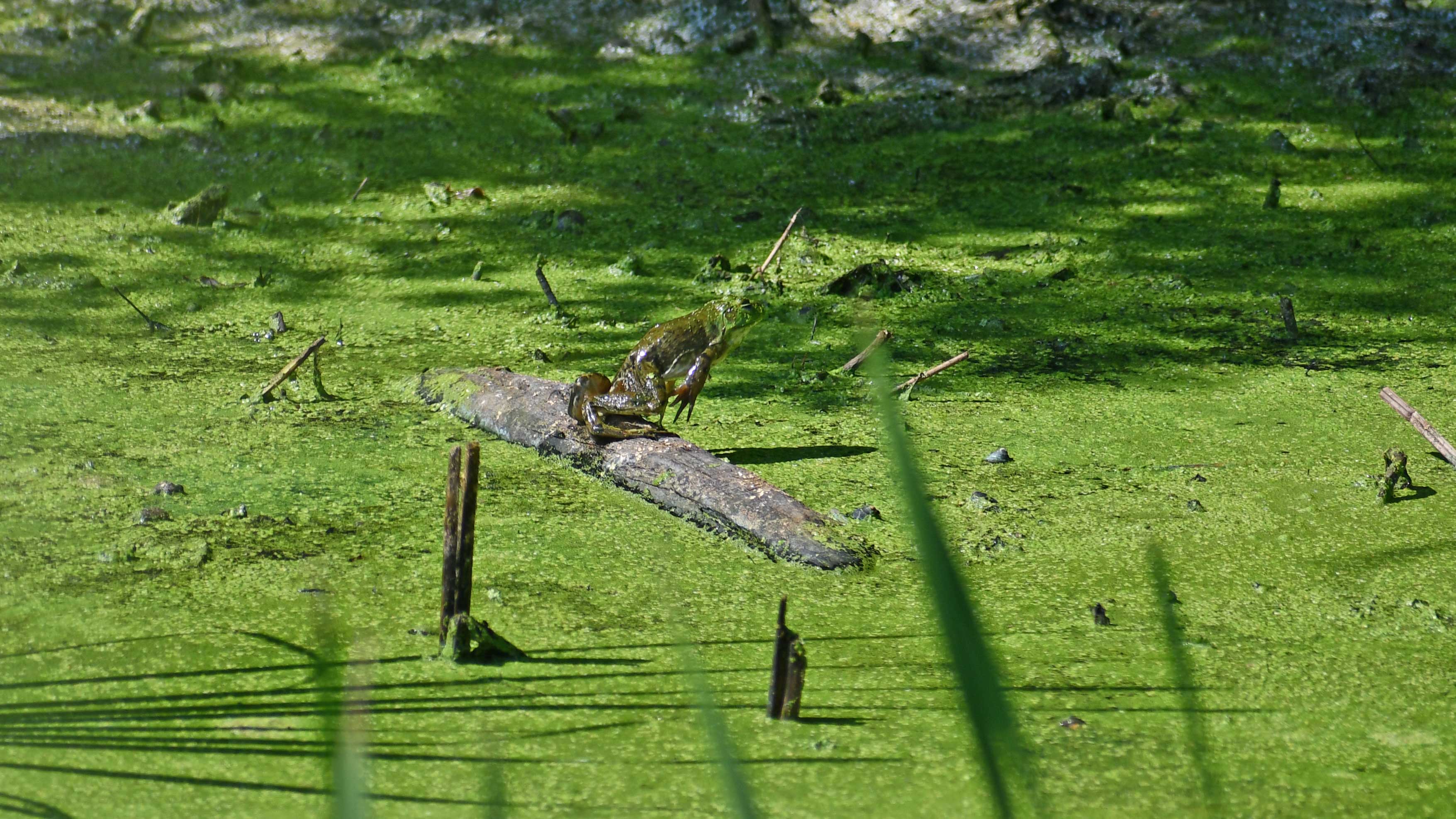 A bullfrog leaps off a log in the water.