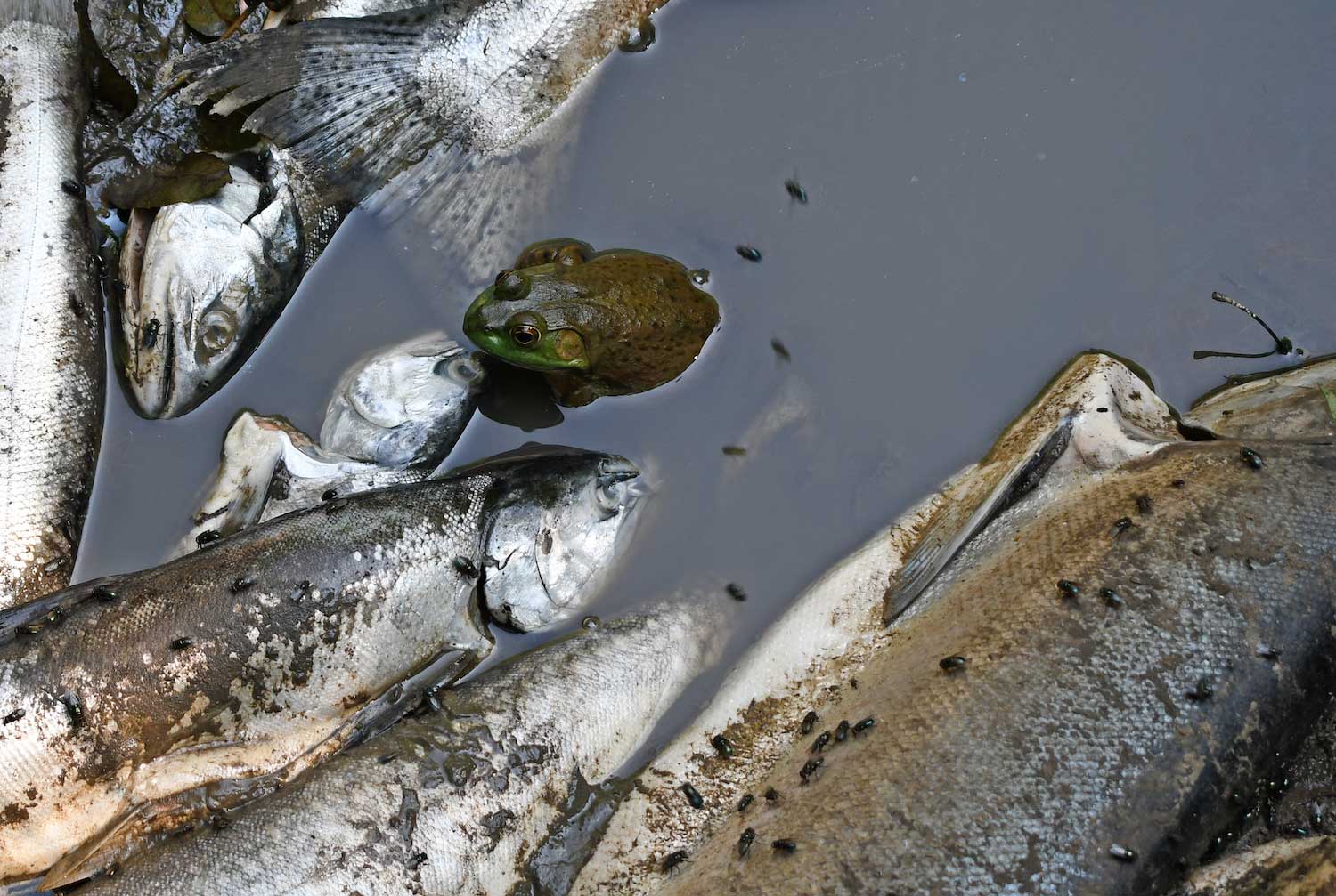 Flies sitting on dead fish in shallow water with a frog in the middle.