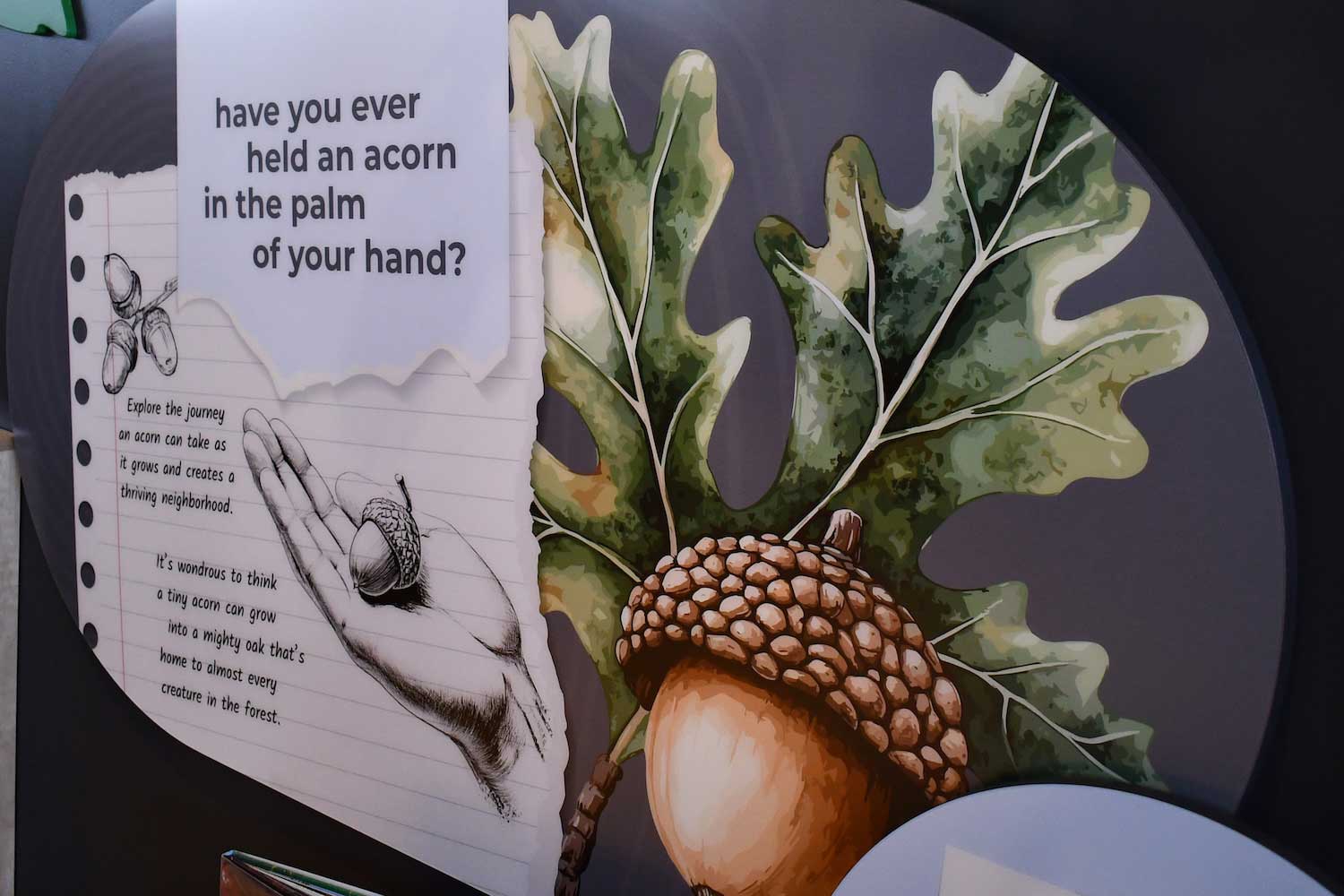 An interpretive sign with a photo of an acorn and an oak leaf and text about acorns.