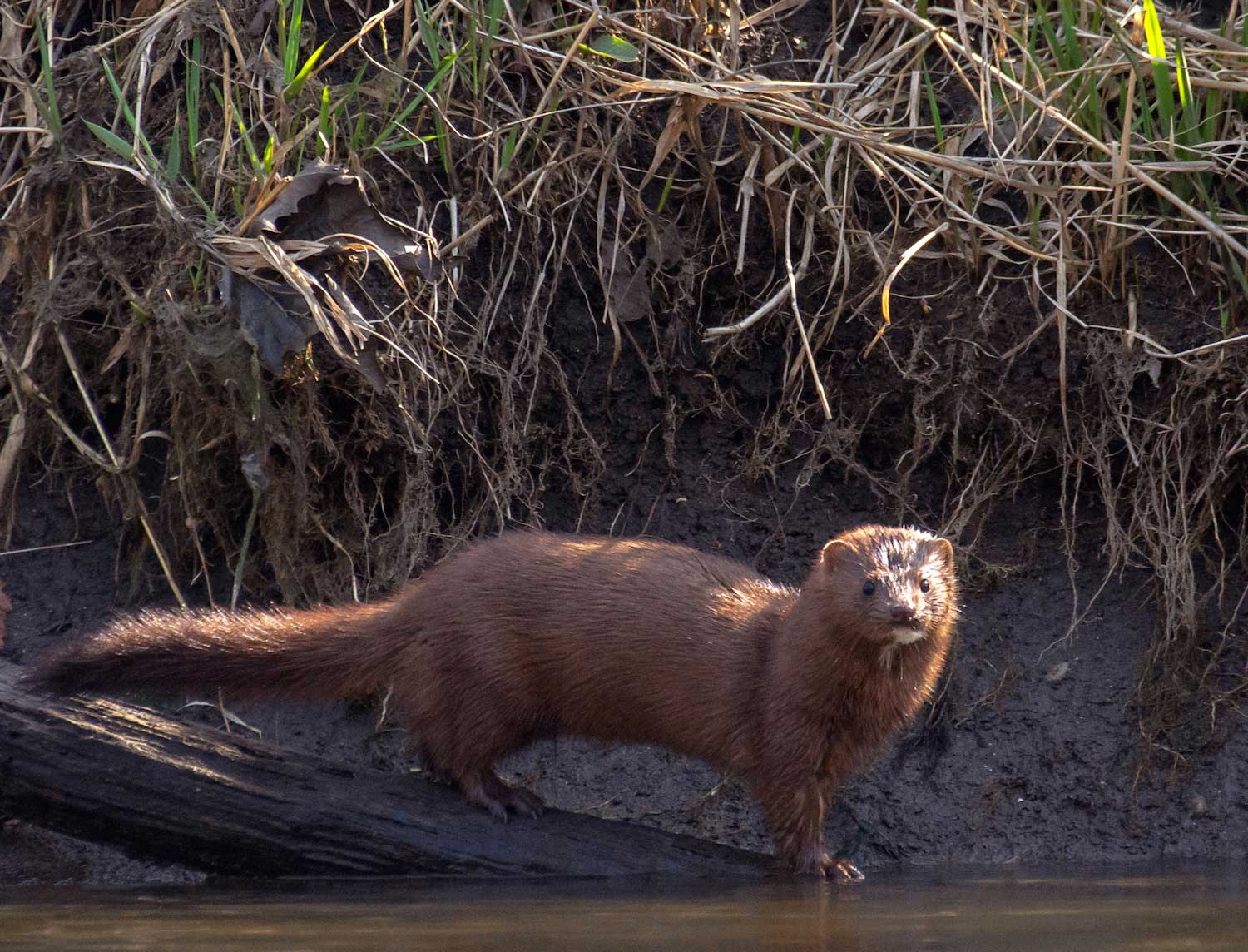 A mink standing on a log sticking out of the water.