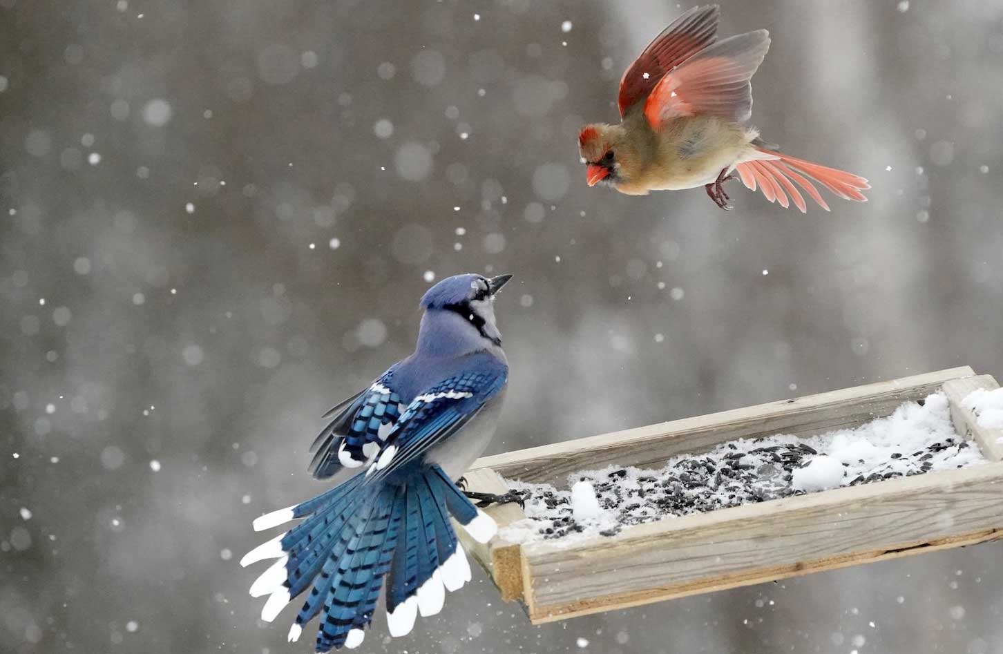 A blue jay perched on a tray feeder with a cardinal approaching and a light snow falling.