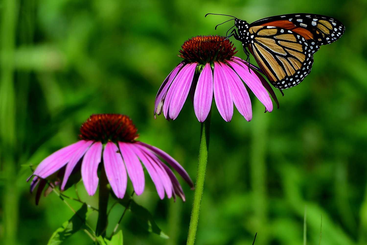 A monarch butterfly at rest on the seed head of a purple coneflower bloom.