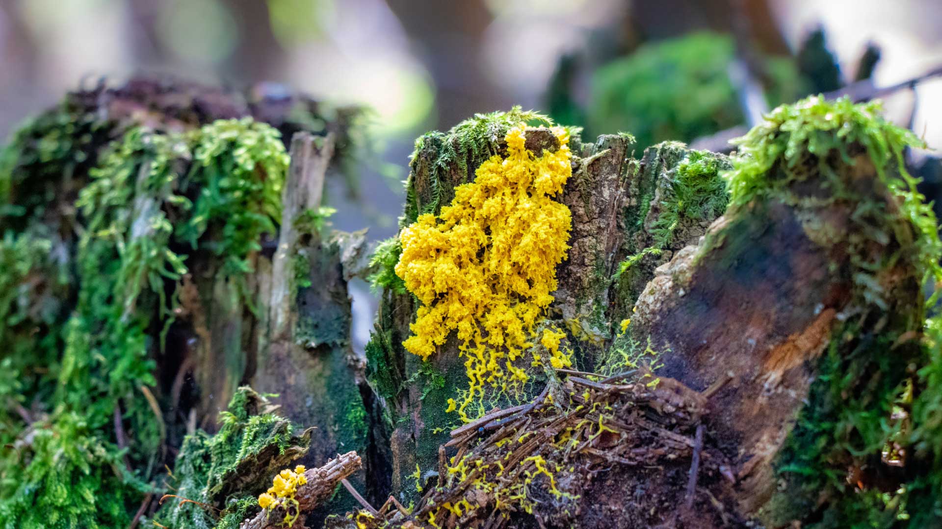 Scrambled egg slime mold.