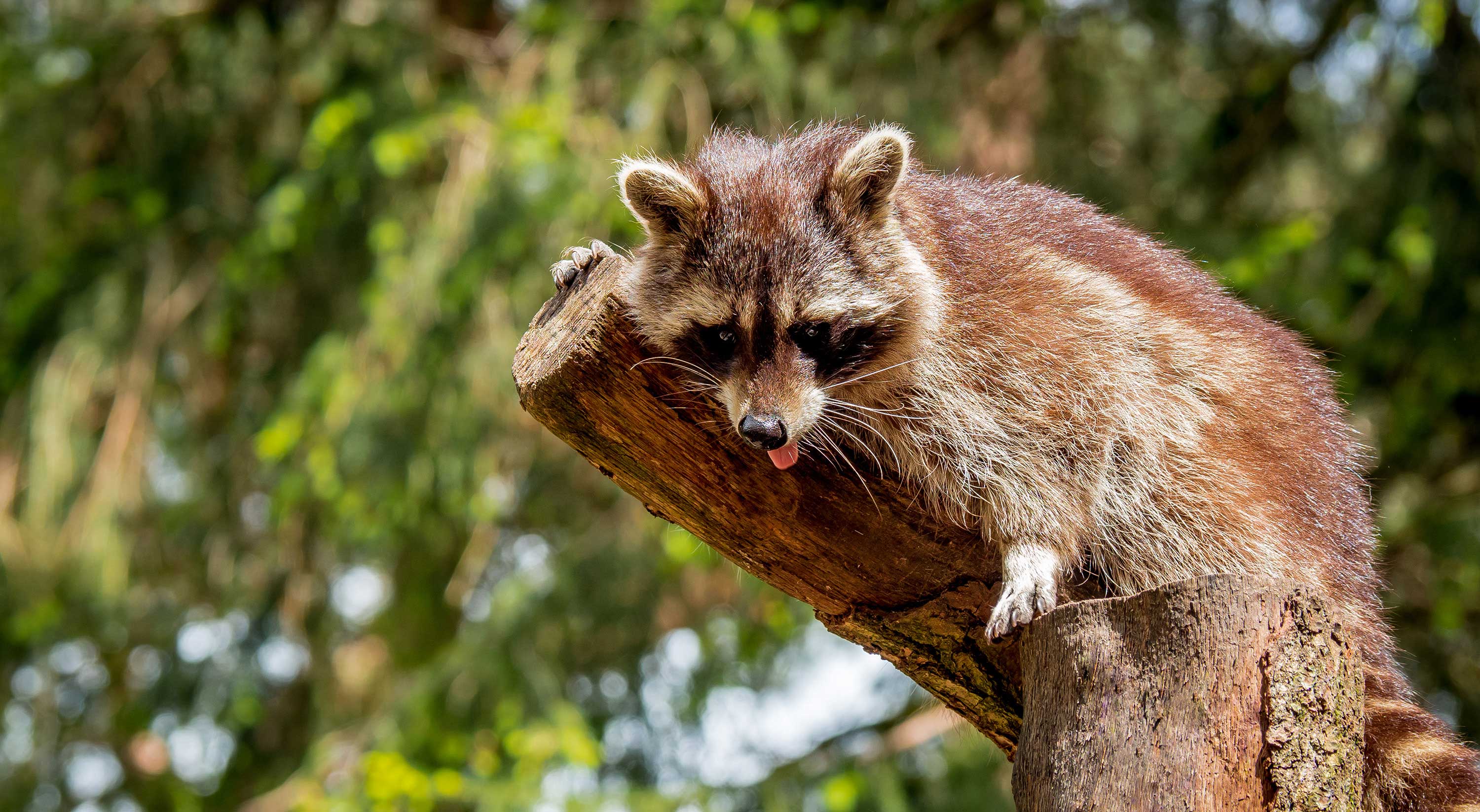 A raccoon on tree bark.