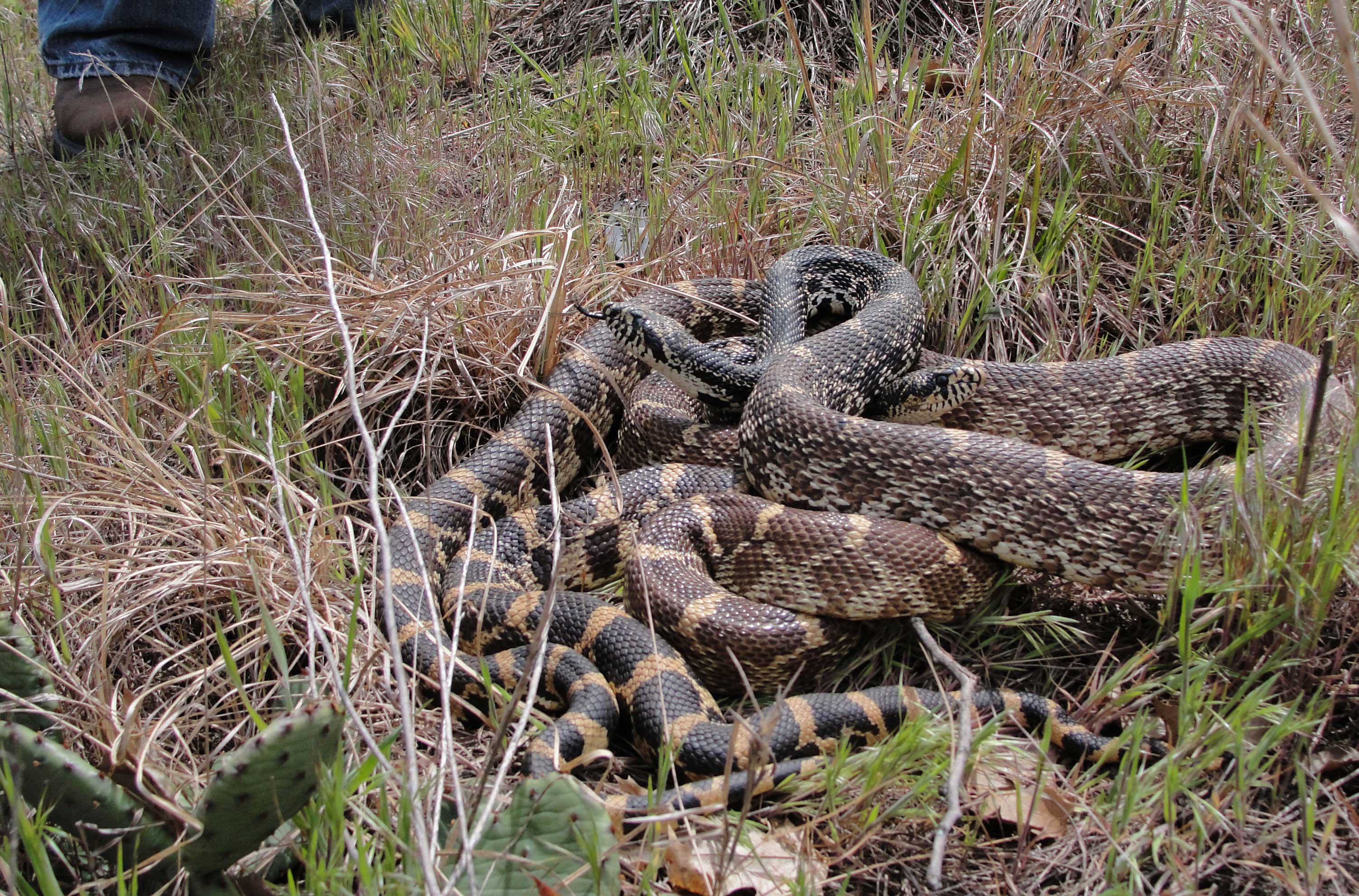 Two bullsnakes coiled up together in the grass at Braidwood Dunes.