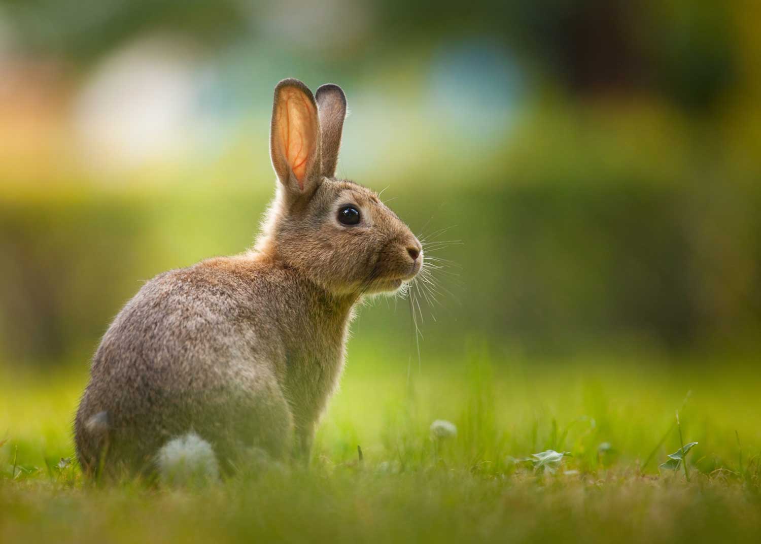 A cottontail rabbit sitting in the grass with sunlight in the background.