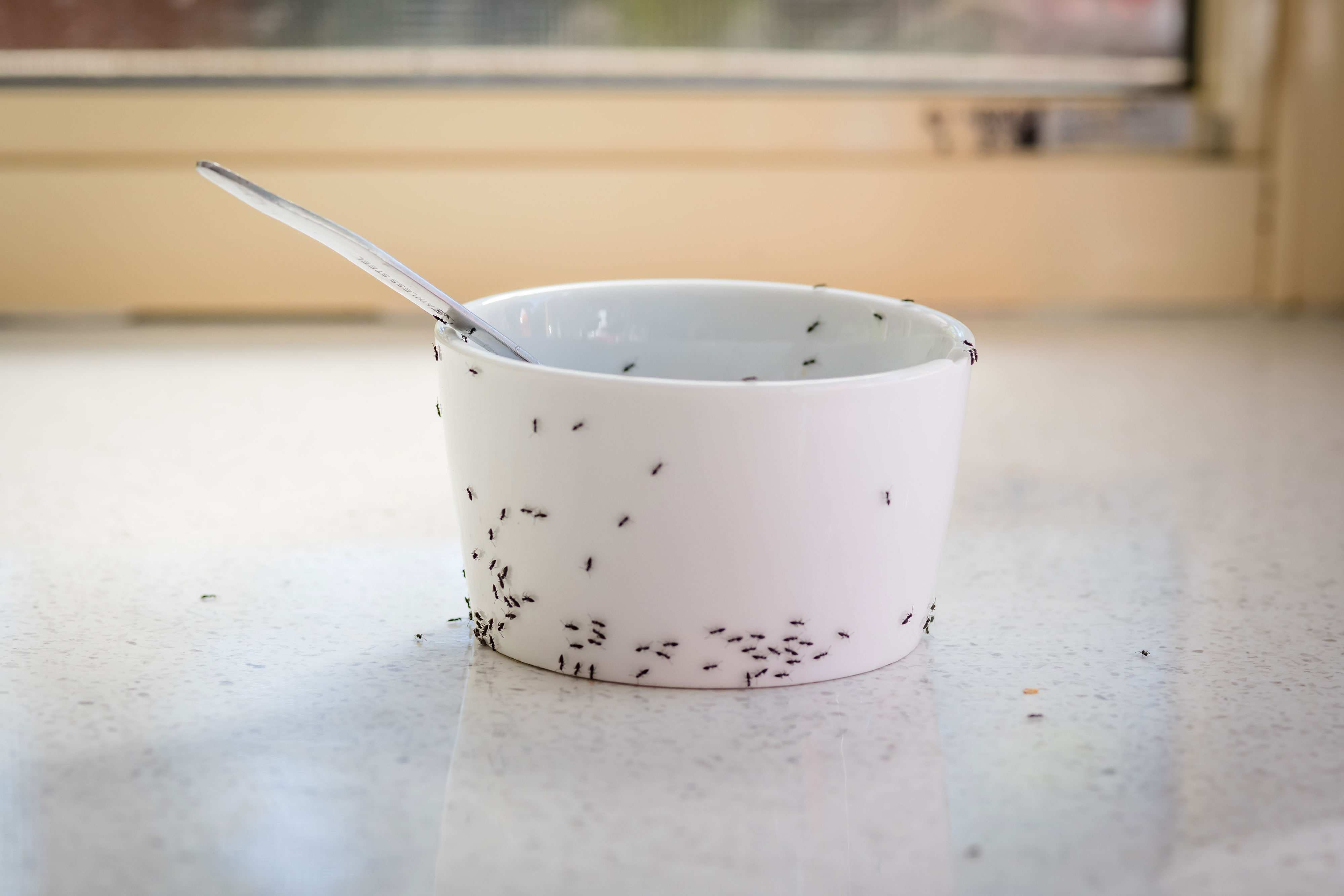 Ants on a cup.