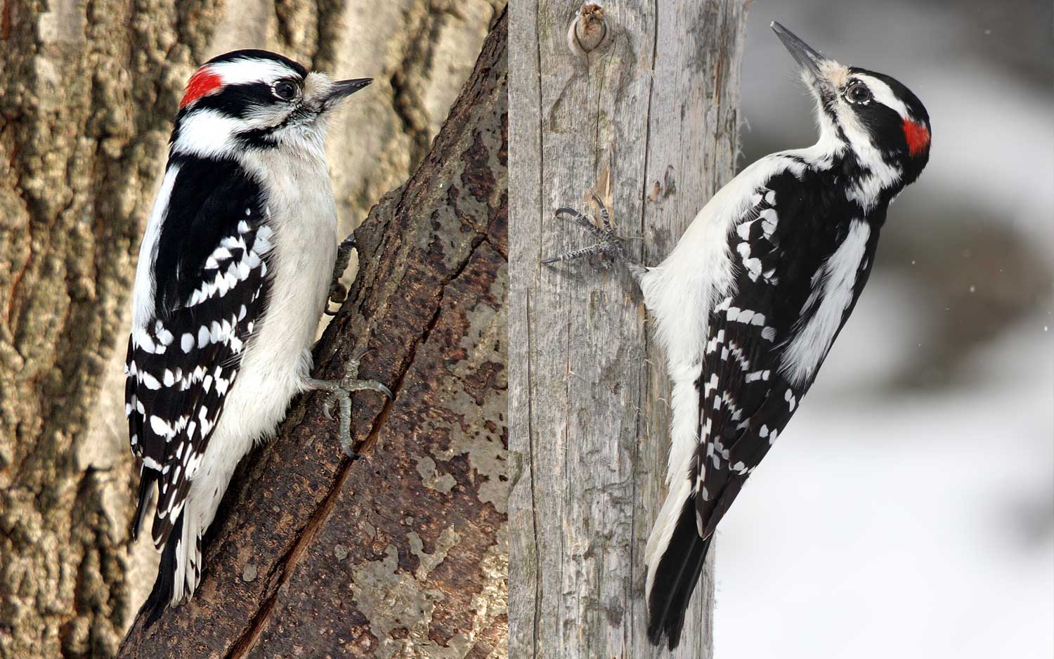 what-s-the-difference-downy-woodpeckers-vs-hairy-woodpeckers