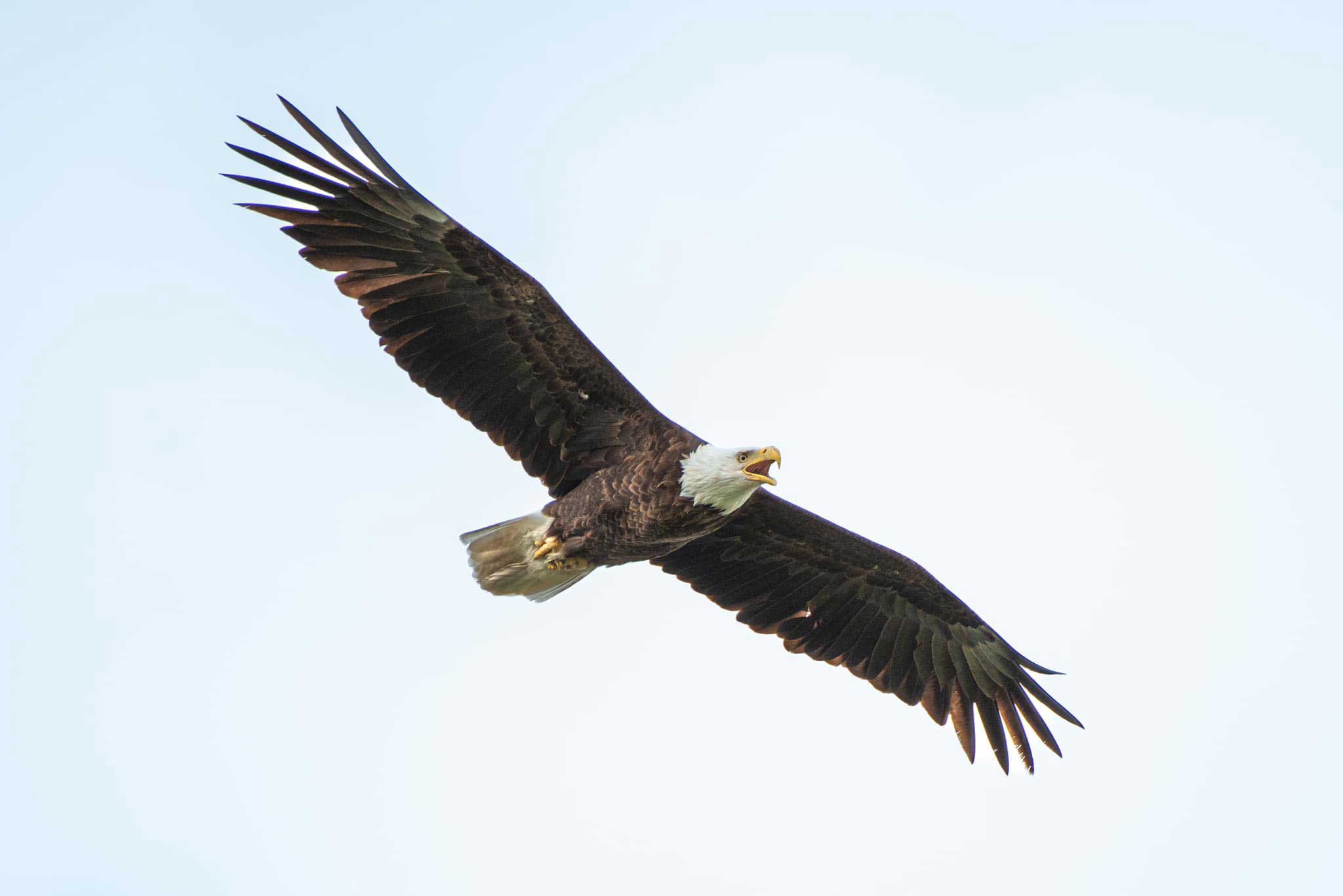 A bald eagle soaring in the air with its wings outstretched and its mouth open.