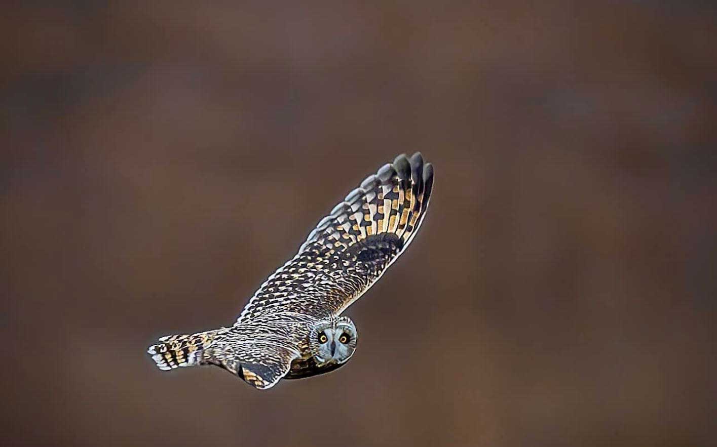 A short-eared owl in flight with its wings extended and its head turned to the side.