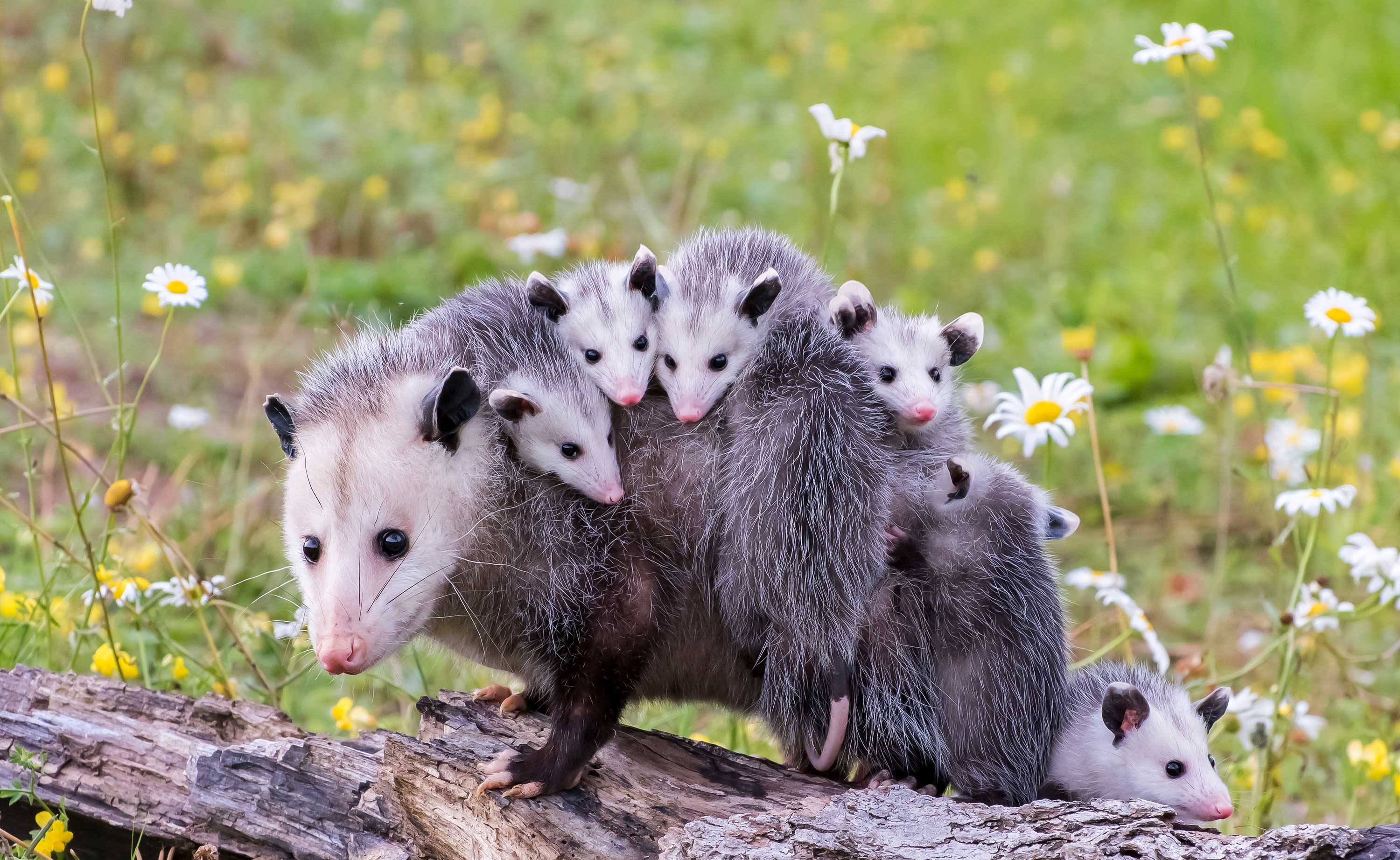 An opossum with babies on its back.