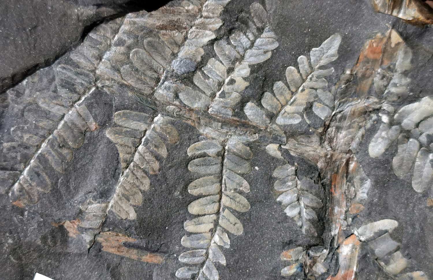 Plant fossils in stone.