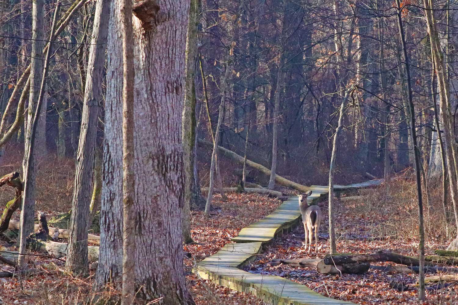 A white-tailed deer standing next to a wooden boardwalk in a forest of bare trees after all the leaves have fallen.