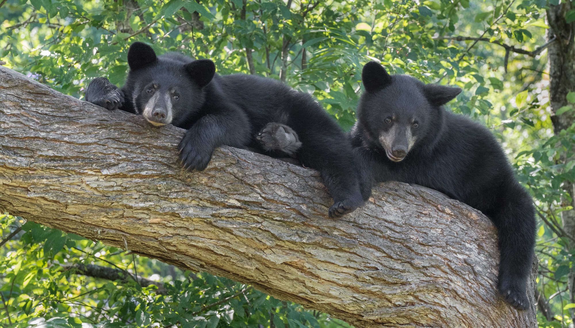 Two black bears in a tree.