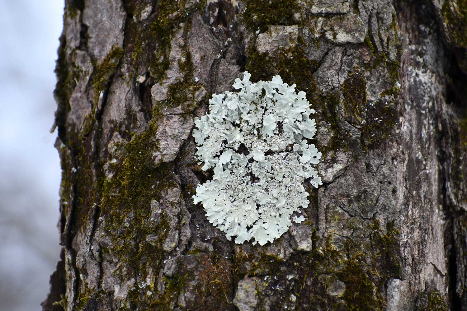 Common greenshield lichen growing on the side of a tree.