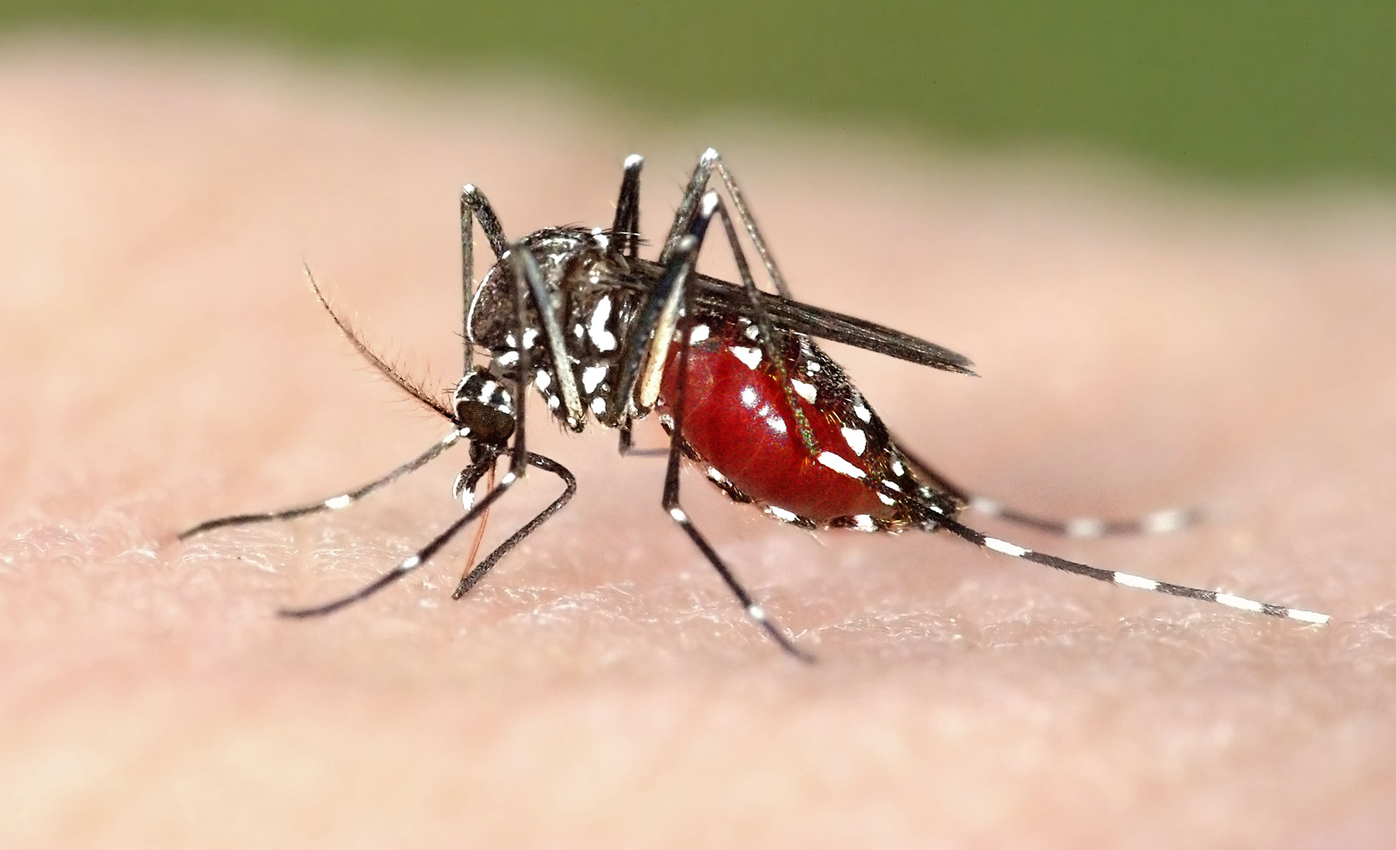 A mosquito on human skin.