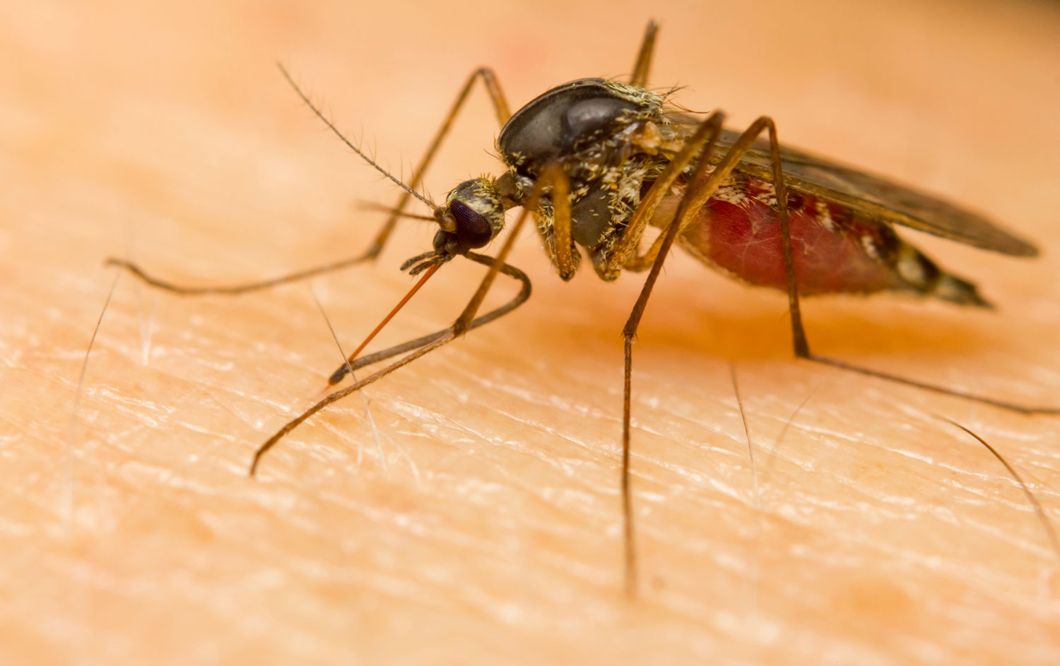 A mosquito on human skin.